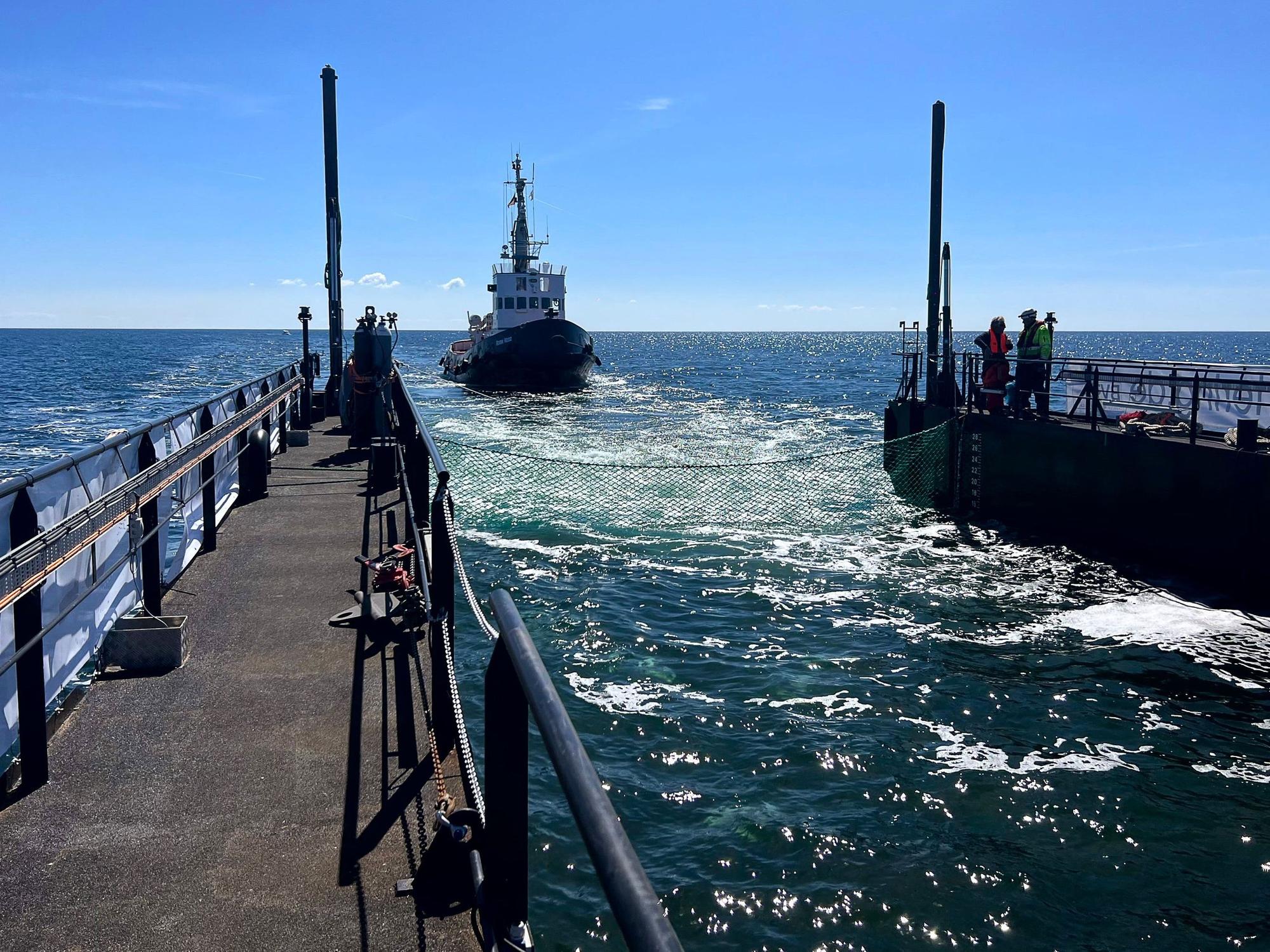 Dieses von der Rettungsinitiative zur Verfügung gestellte Foto zeigt einen Schlepper hinter einem gefluteten Lastschiff mit dem Buckelwal in der Ostsee.
