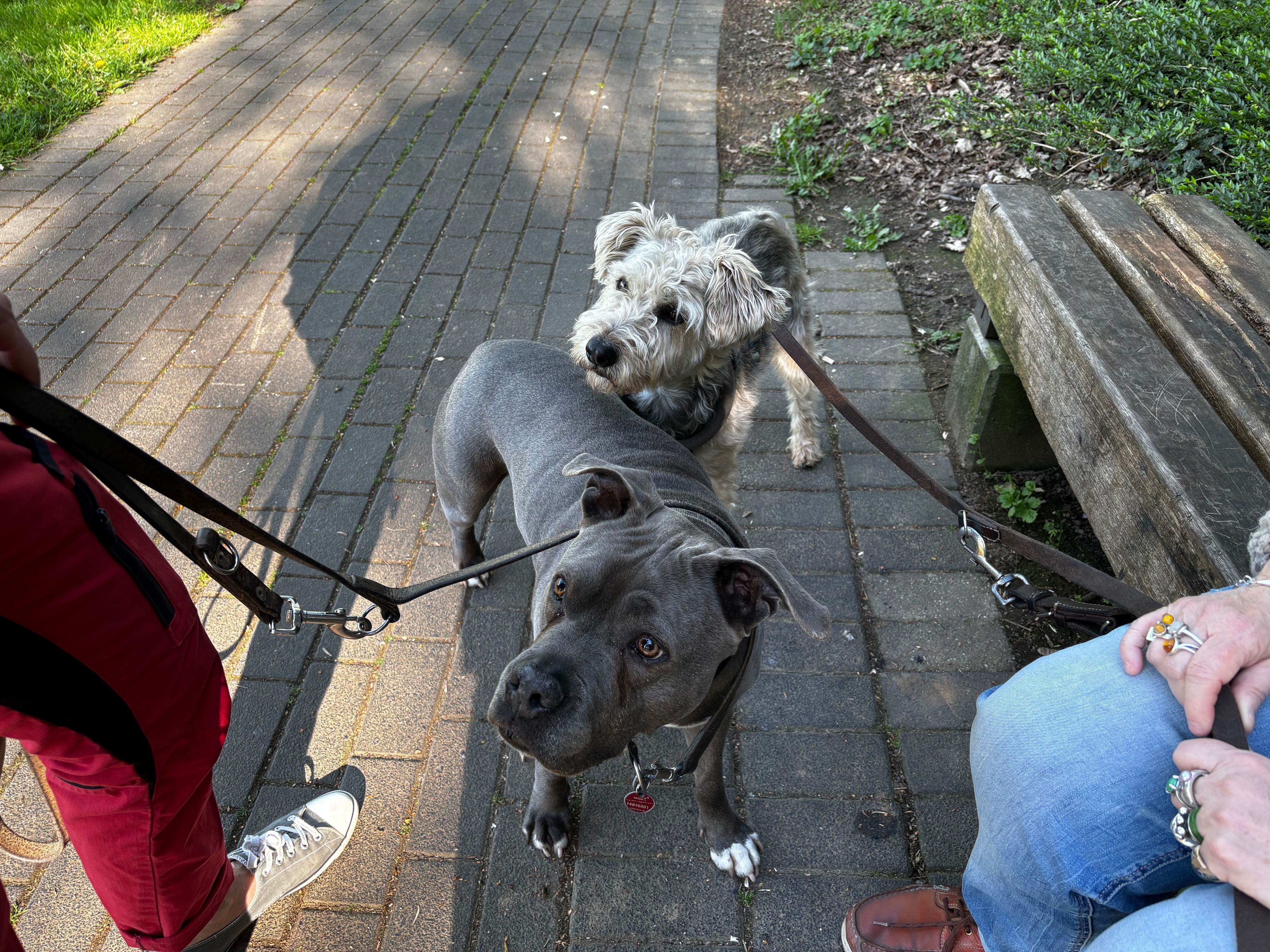 Die beiden Hunde stehen hintereinander und blicken zu ihrem Frauchen.