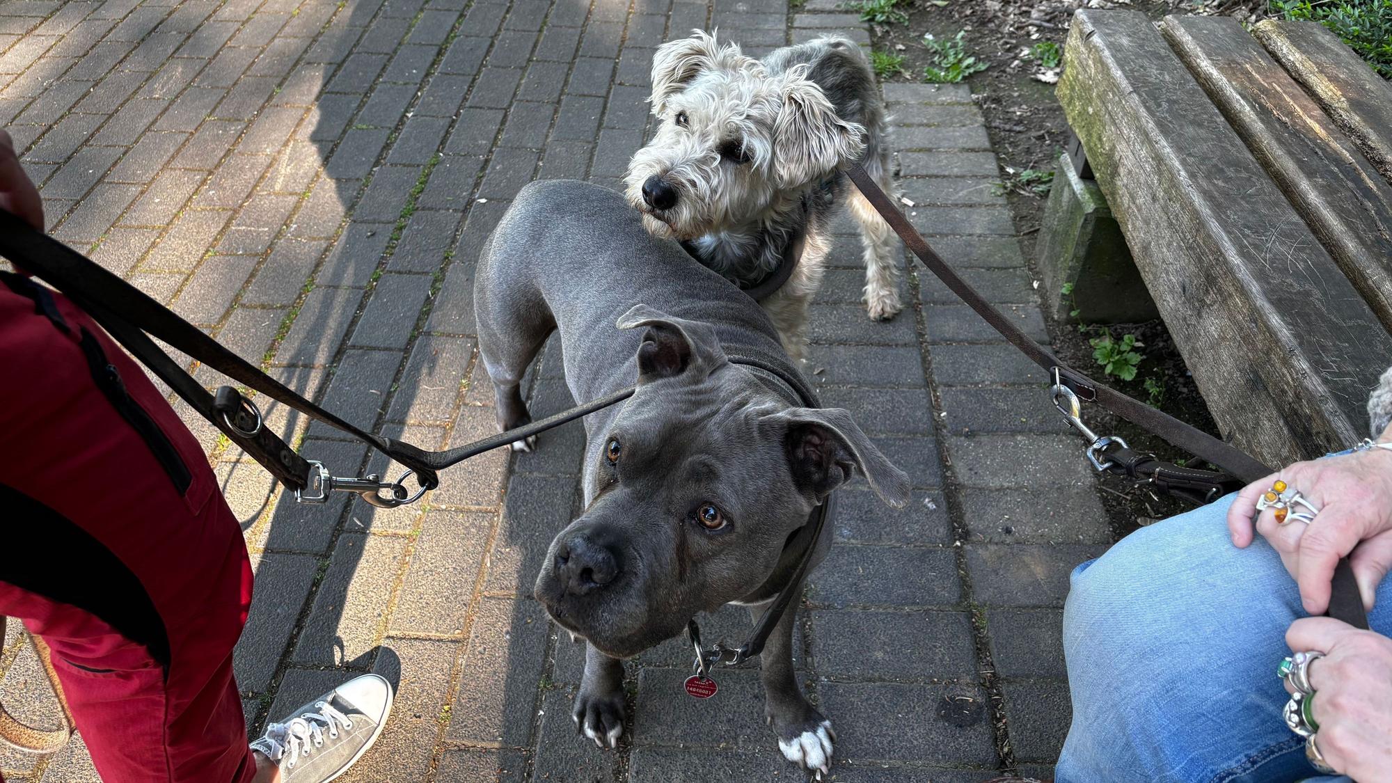 Die beiden Hunde stehen hintereinander und blicken zu ihrem Frauchen.
