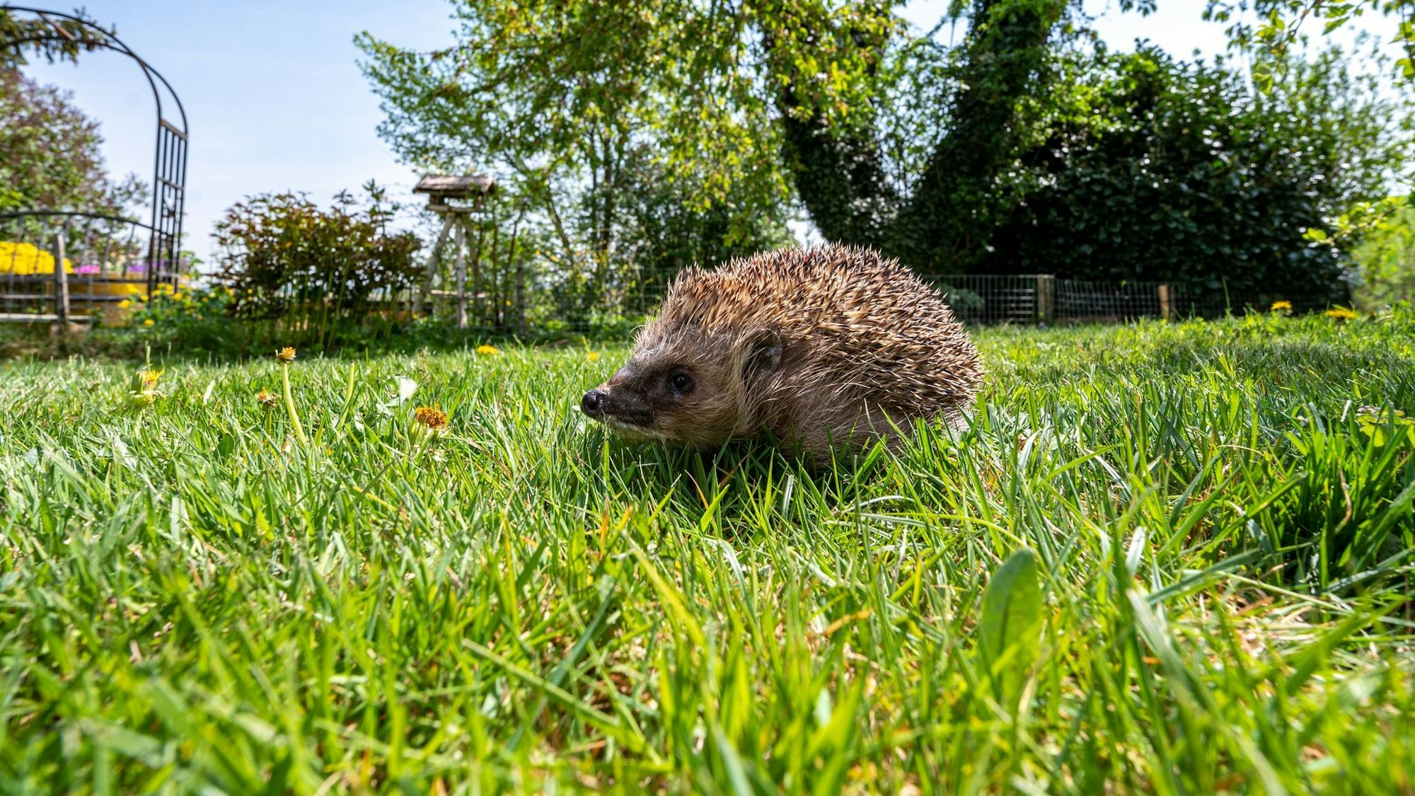 Ein Igel läuft in einem Garten durchs Gras