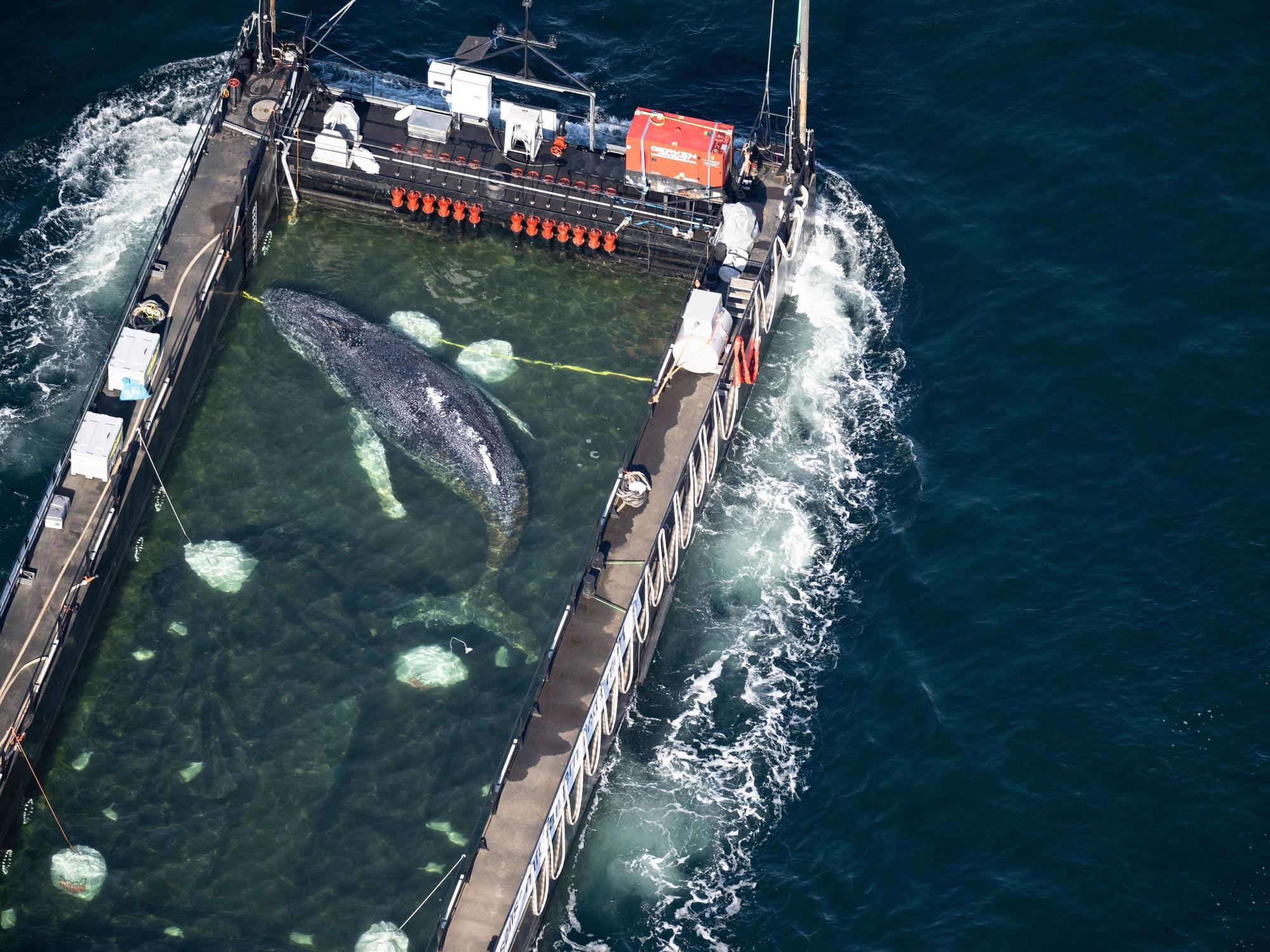 Der Wal liegt in einem gefluteten Lastschiff kurz vor der dänischen Grenze (Aufnahme aus einem Flugzeug). Der aus einer flachen Bucht vor Wismar geborgene Buckelwal wird in Richtung Nordsee transportiert.