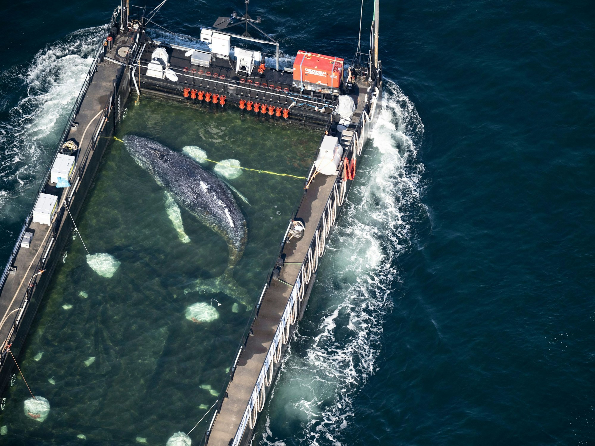 Der Wal liegt in einem gefluteten Lastschiff kurz vor der dänischen Grenze (Aufnahme aus einem Flugzeug). Der aus einer flachen Bucht vor Wismar geborgene Buckelwal wird in Richtung Nordsee transportiert.