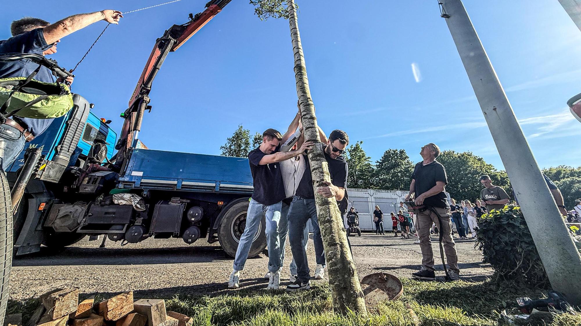 Alle müssen kräftig anpacken beim Aufstellen des Maibaums.