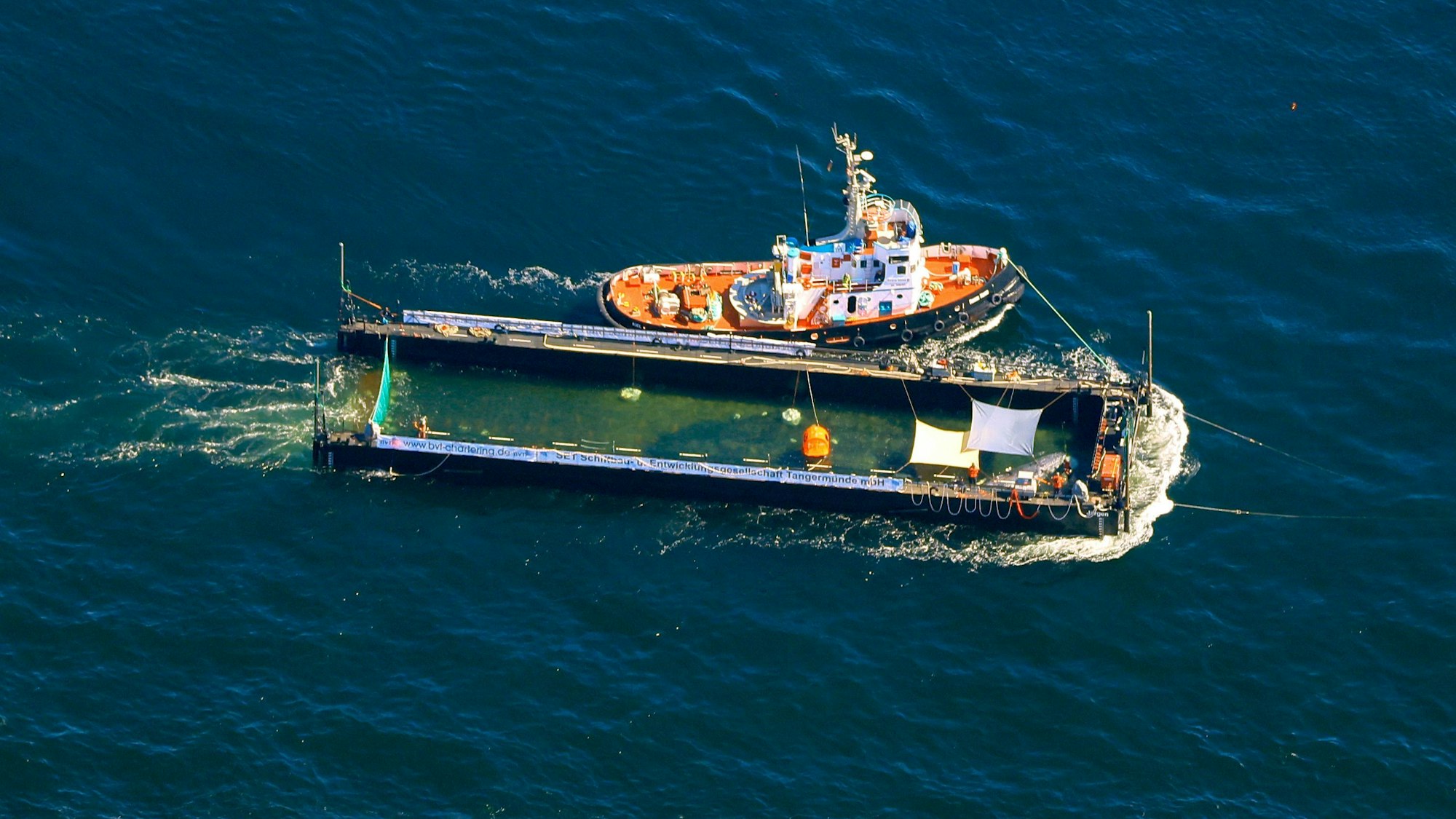 Der Buckelwal in seiner Barge.