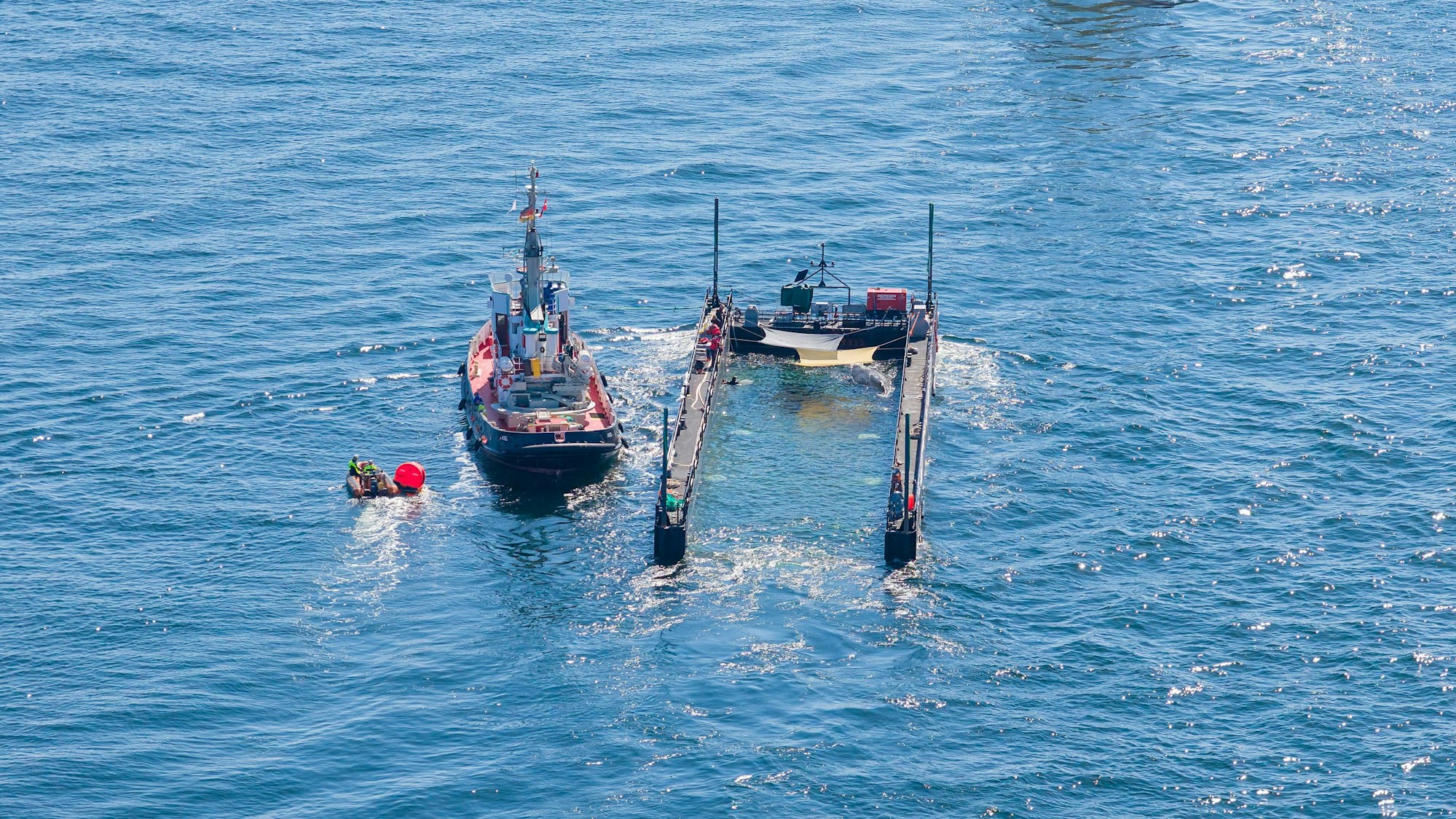 Das Schutznetz an der Barge, das den Buckelwal bei seinem Transport aus der Ostsee bislang vom offenen Wasser trennte, ist entfernt worden.