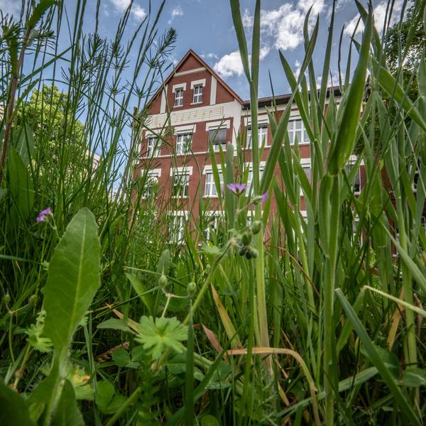 Grünfläche Stadtgrün Rasen und Musikschule Leverkusen Bild: Ralf Krieger