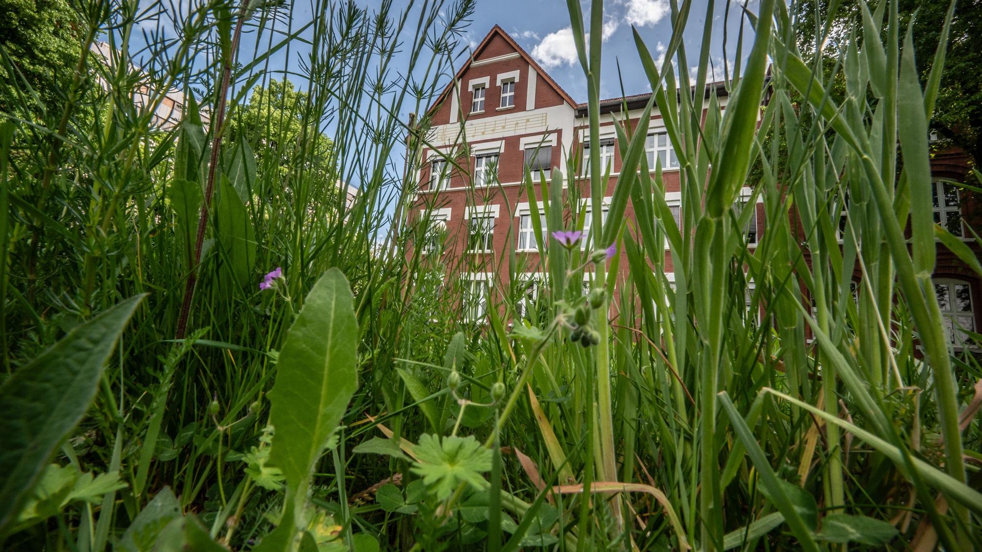 Grünfläche Stadtgrün Rasen und Musikschule Leverkusen Bild: Ralf Krieger