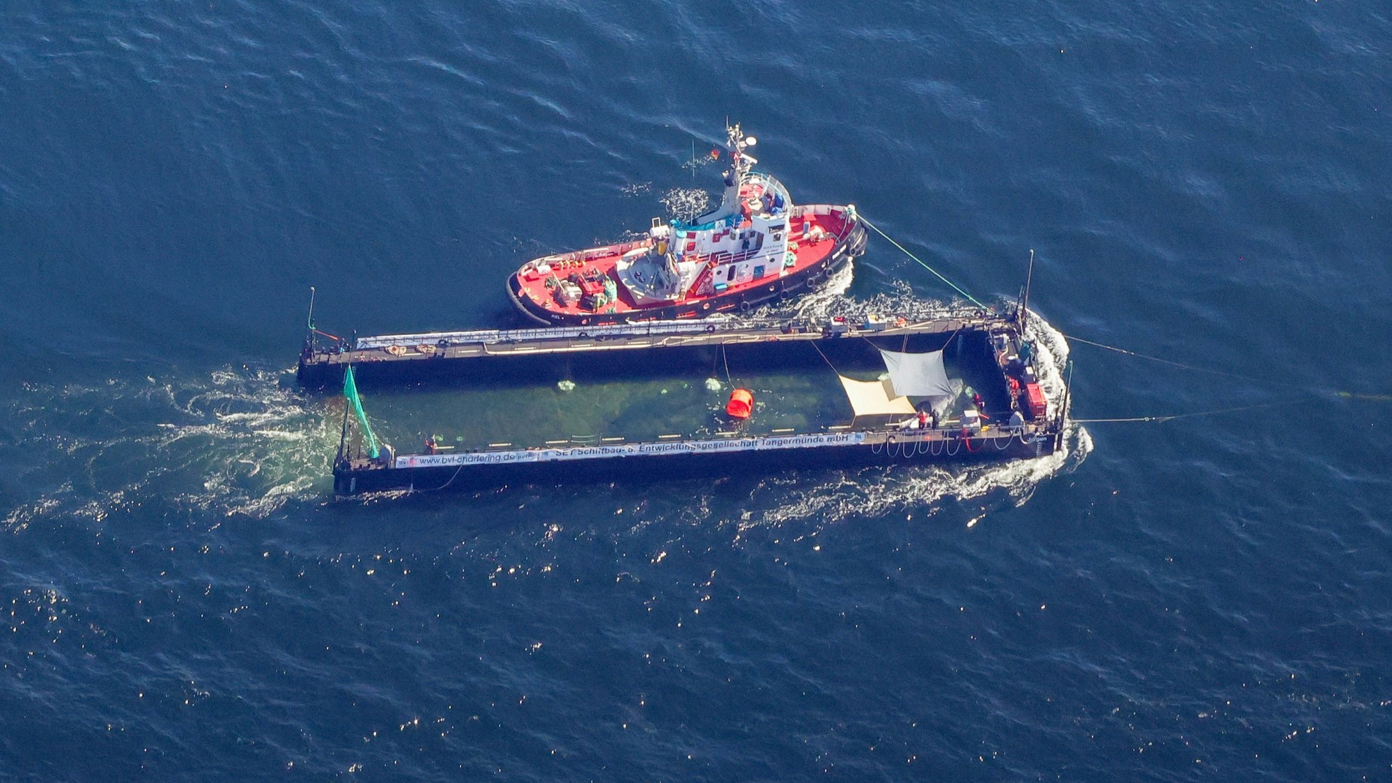 Der Buckelwal lag ein paar Tage in dieser Barge.