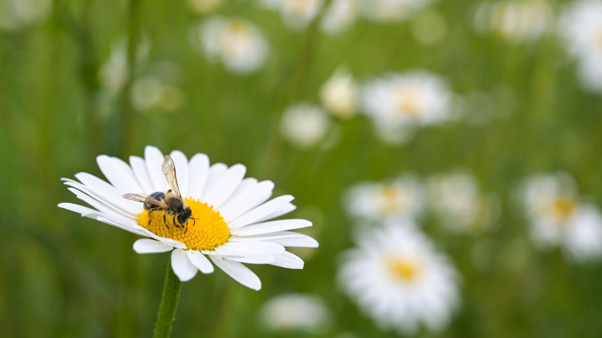 Auf dem Bild ist eine Beine auf einer Blumenblüte zu sehen. (Symbolbild)