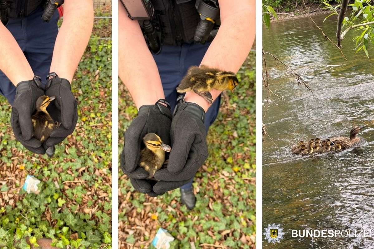 Bundespolizei rettet Entenfamilie aus dem Gleis in Hennef.