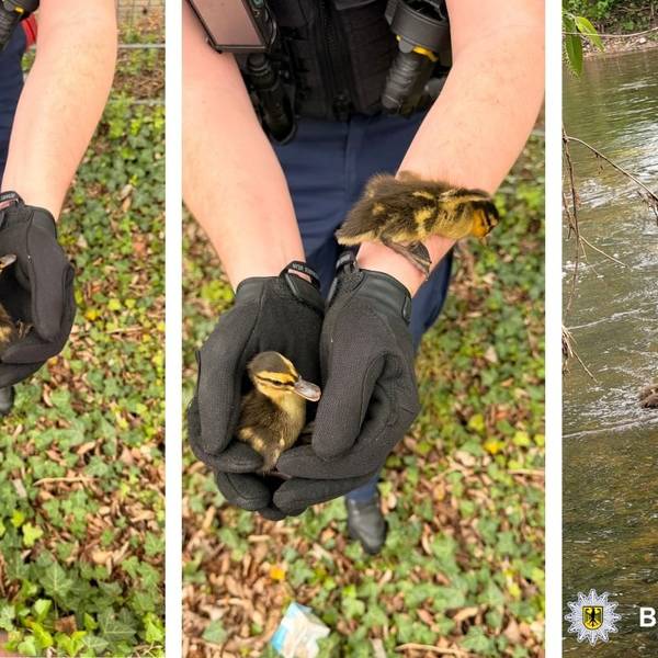 Bundespolizei rettet Entenfamilie aus dem Gleis in Hennef.