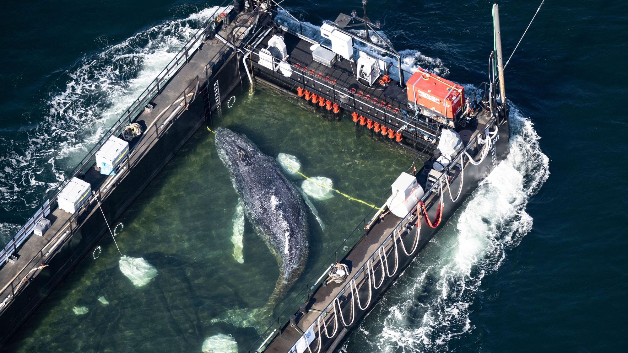 Der Wal liegt am Mittwochmorgen in einem gefluteten Lastschiff kurz vor der dänischen Grenze (Aufnahme aus einem Flugzeug).