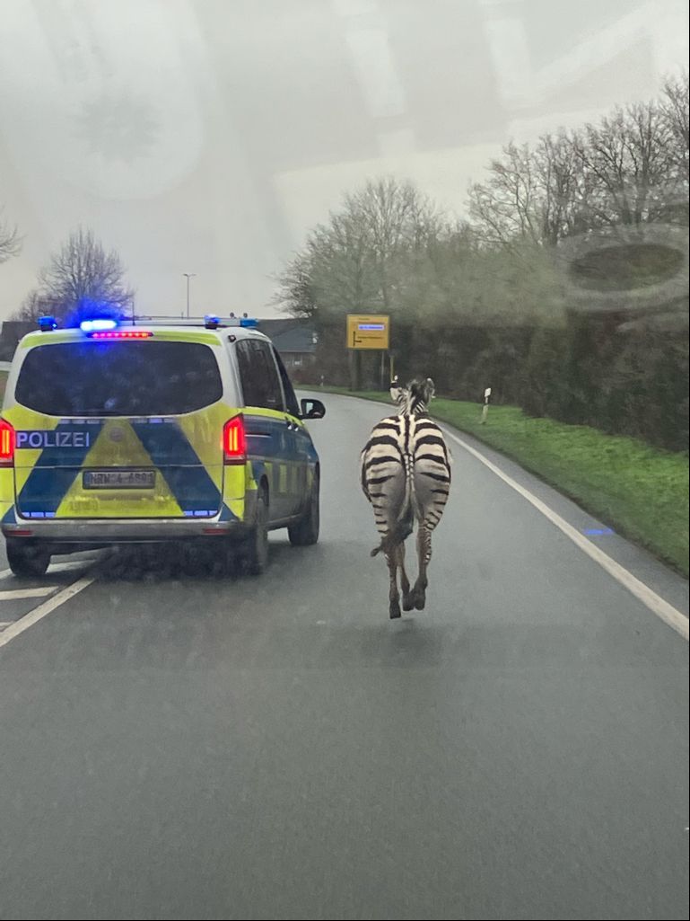 Die Polizei begleitet ein Zebra auf einer Landstraße bei Geldern.