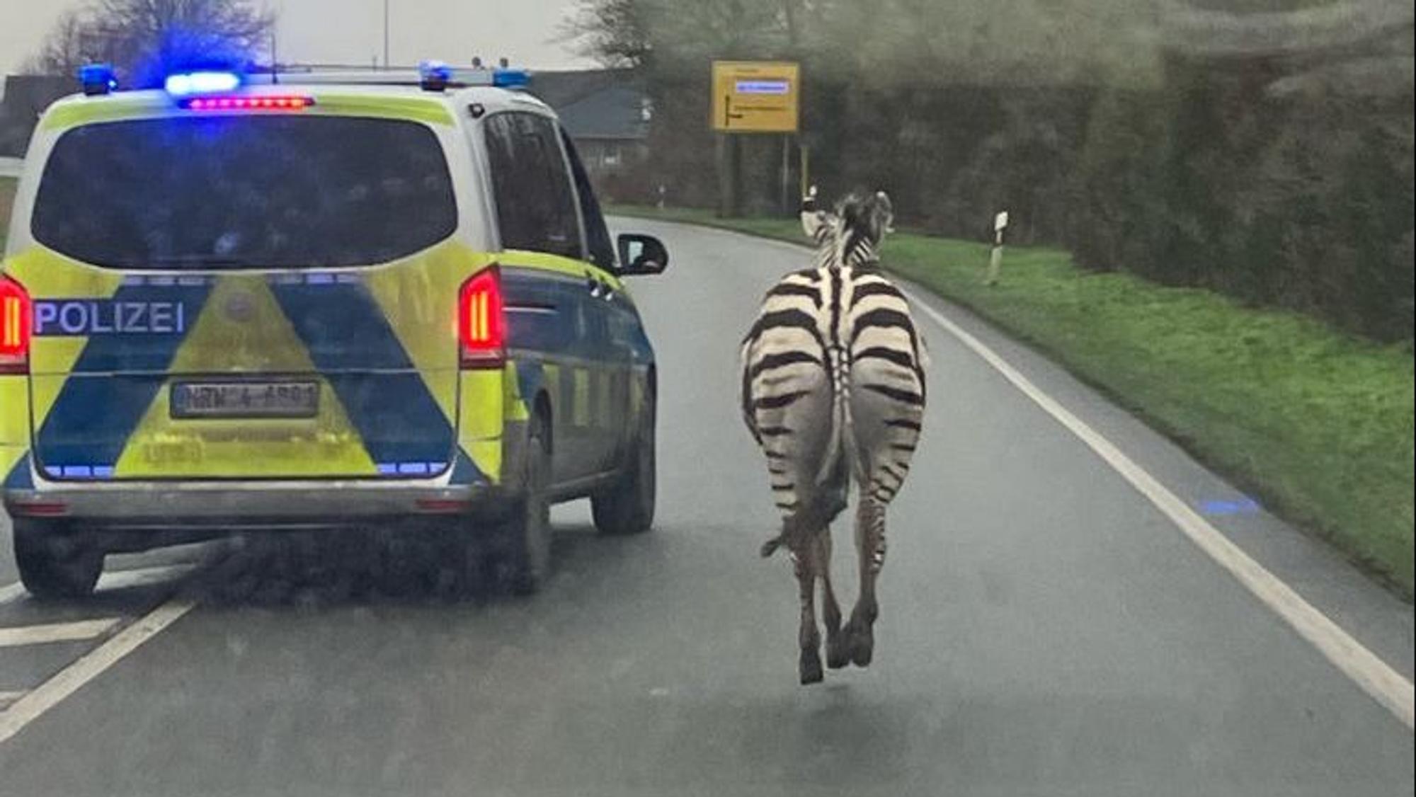 Die Polizei begleitet ein Zebra auf einer Landstraße bei Geldern.