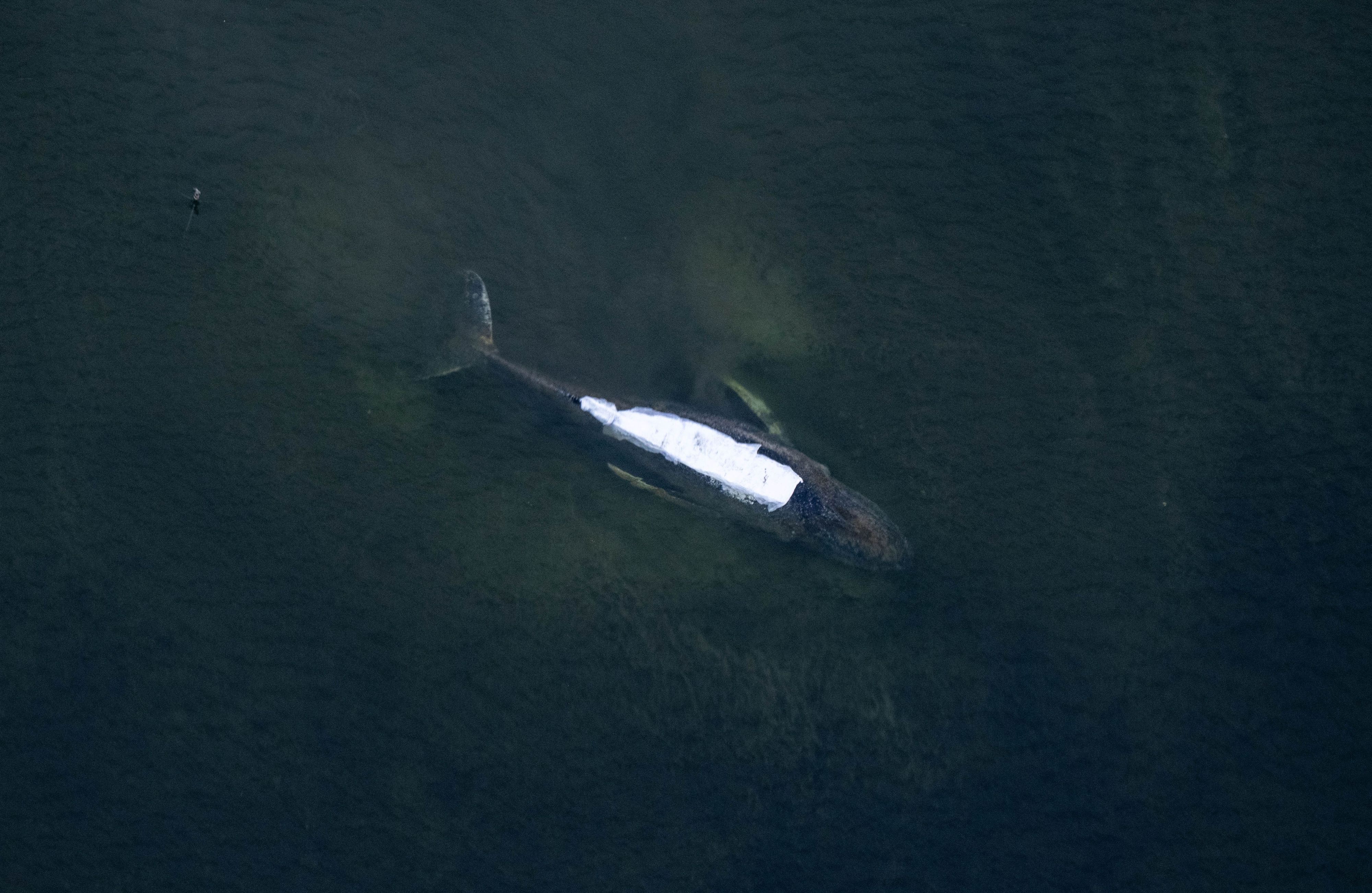 Der Buckelwal vor der Insel Poel. Der Rücken ist mit Tüchern abgedeckt.