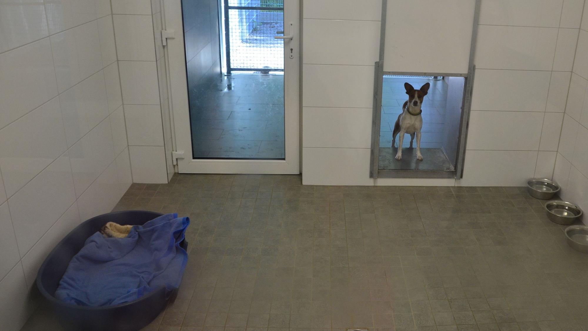 Das Foto zeigt einen Raum für einen Hund.