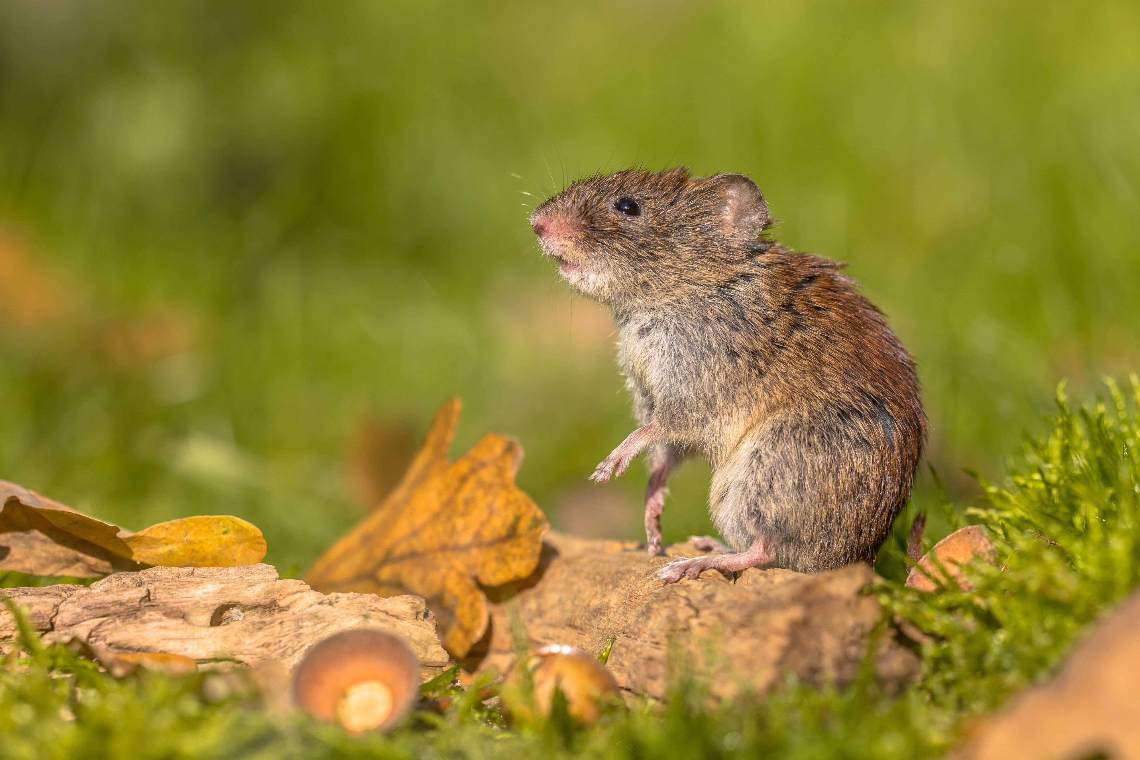 Die Rötelmaus ist der Wirt der europäischen Hantavirus-Variante.
