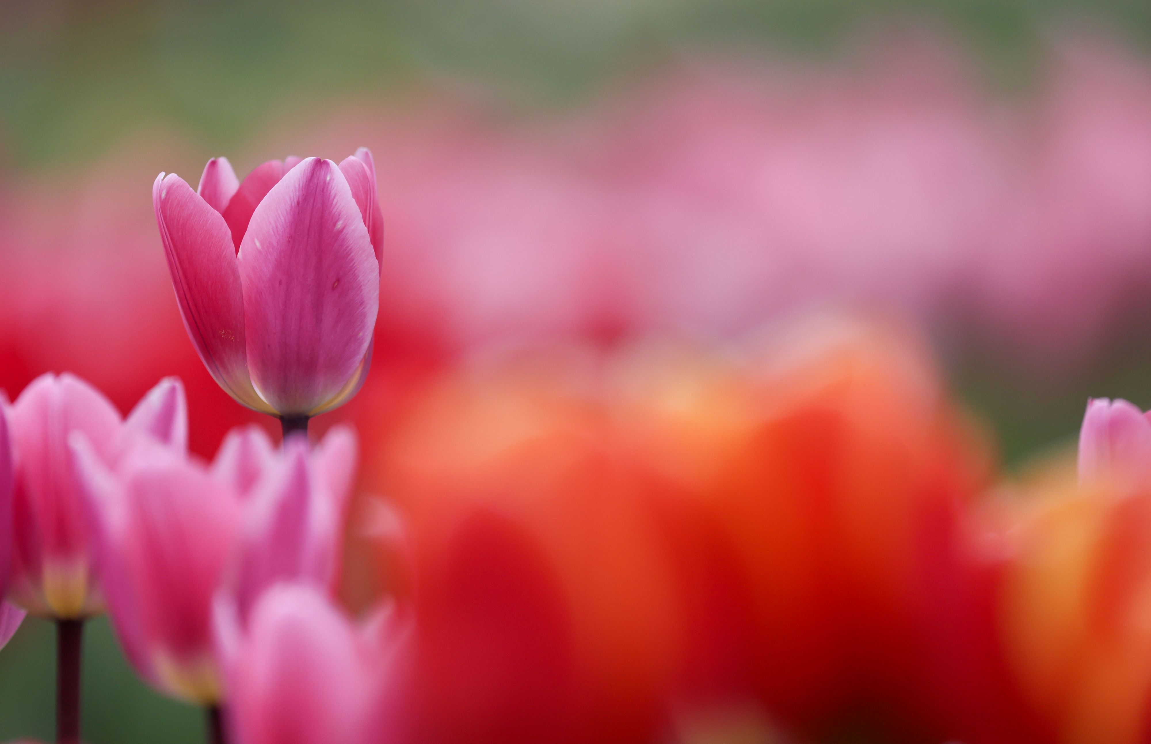 Tulpen blühen auf einem Feld. (Symbolbild)