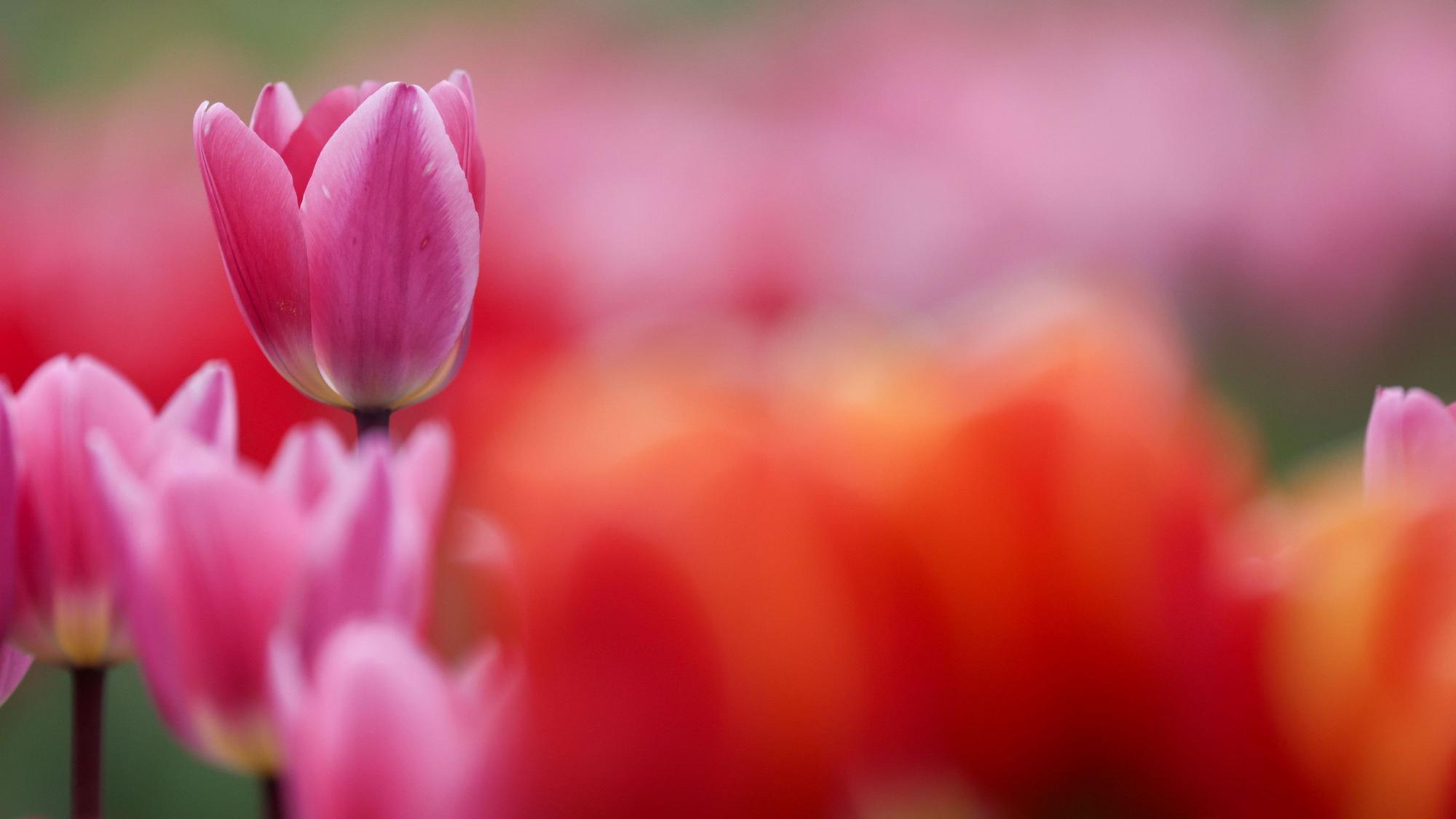 Tulpen blühen auf einem Feld. (Symbolbild)