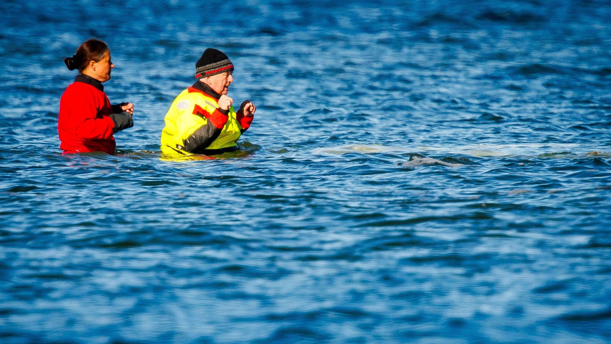Mecklenburg-Vorpommerns Umweltminister Till Backhaus (SPD, r) geht durch das Wasser zum gestrandeten Buckelwal vor der Insel Poel.