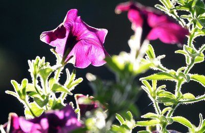 Eine violette Petunie bei Sonnenschein. (Symbolbild)