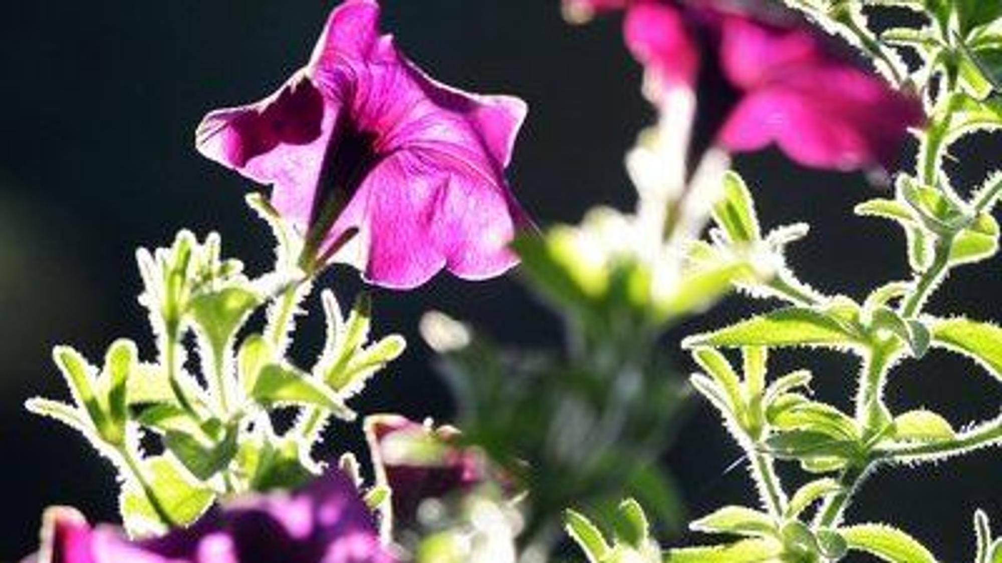 Eine violette Petunie bei Sonnenschein. (Symbolbild)