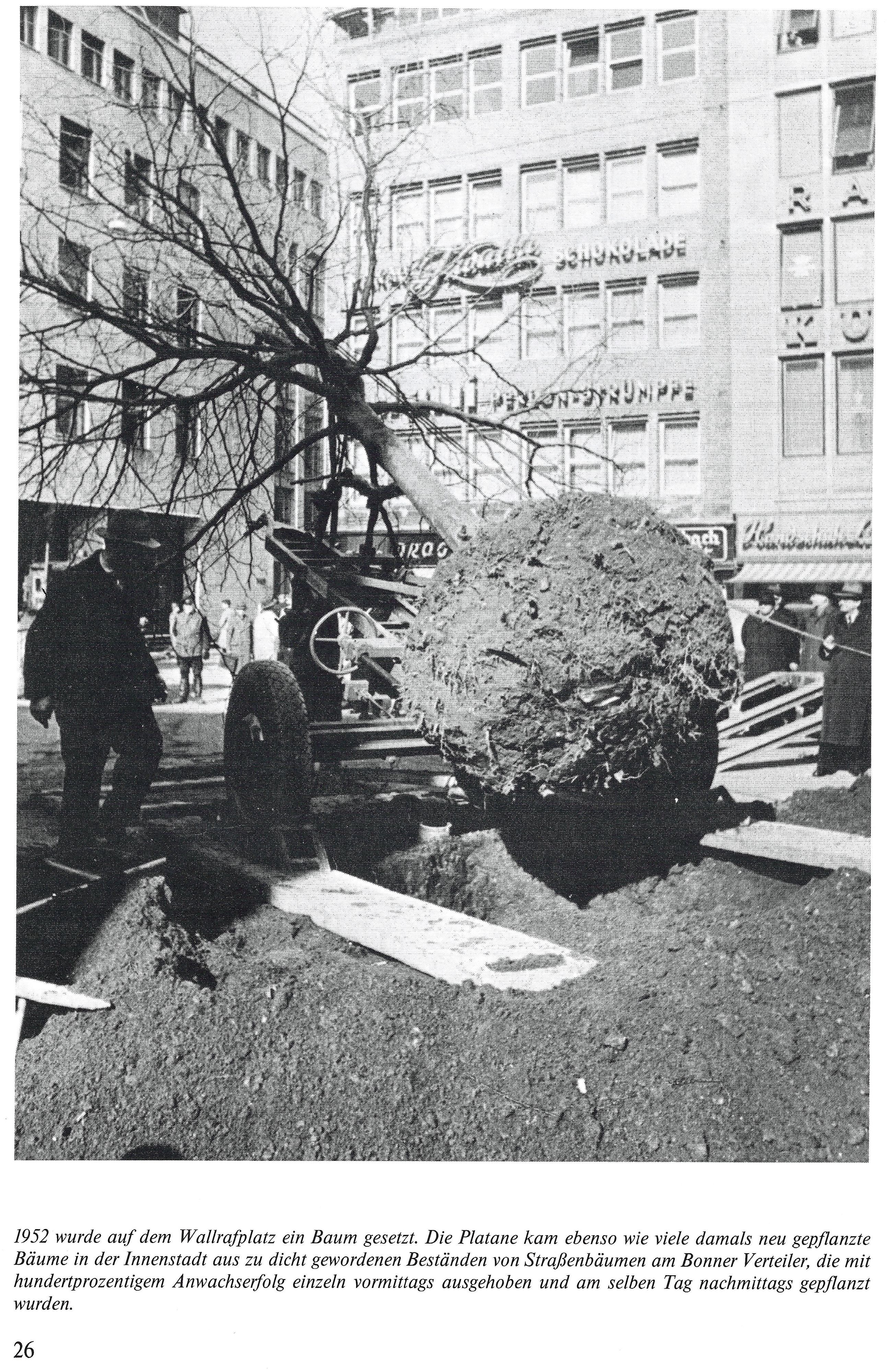 Symbol des Widerstands: 12.000 der insgesamt 36.000 Kölner Straßenbäume gingen im Krieg verloren. Die Platane am Wallrafplatz wurde 1952 zum Ausgleich gepflanzt.
