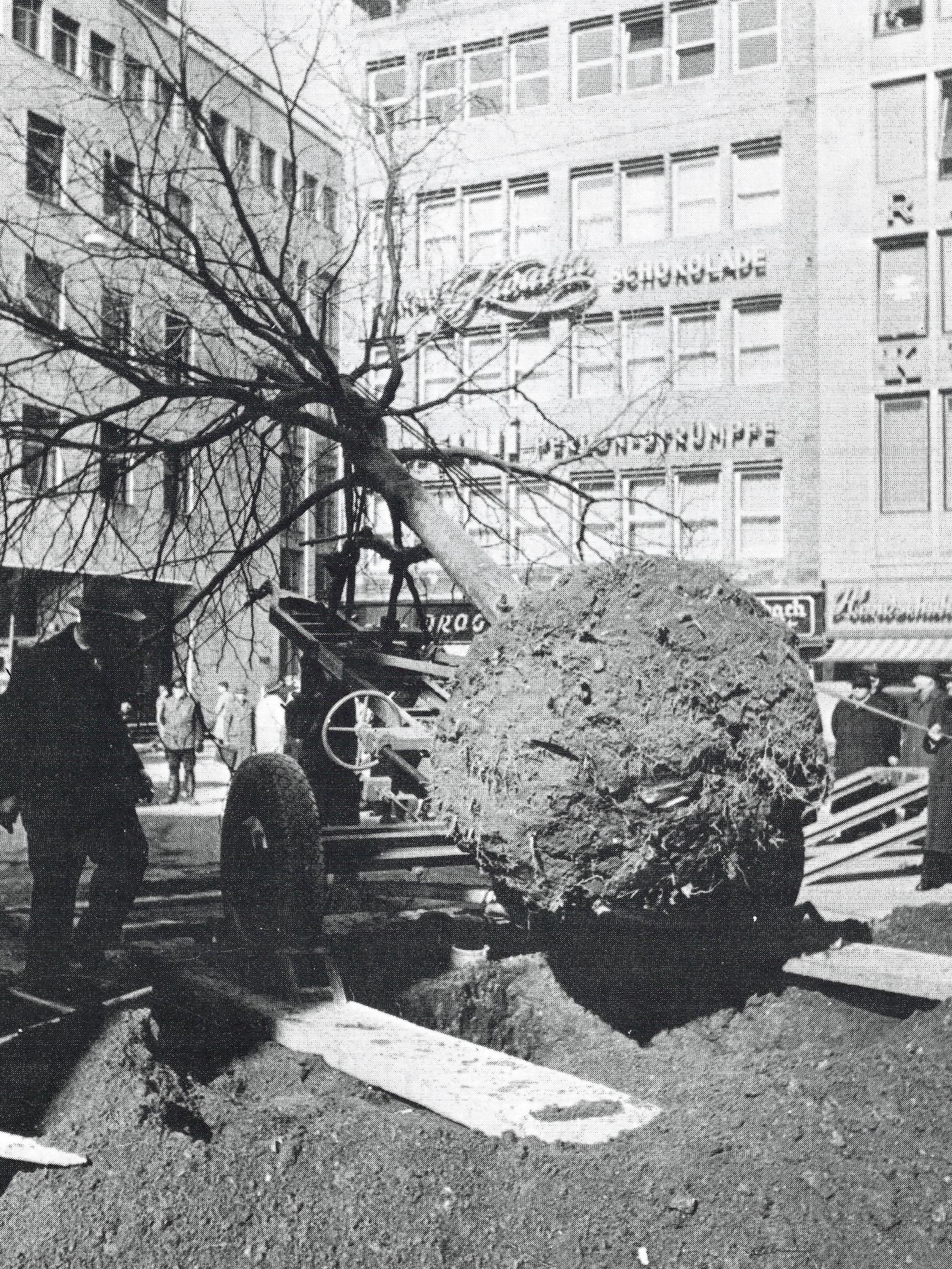 Symbol des Widerstands: 12.000 der insgesamt 36.000 Kölner Straßenbäume gingen im Krieg verloren. Die Platane am Wallrafplatz wurde 1952 zum Ausgleich gepflanzt.
