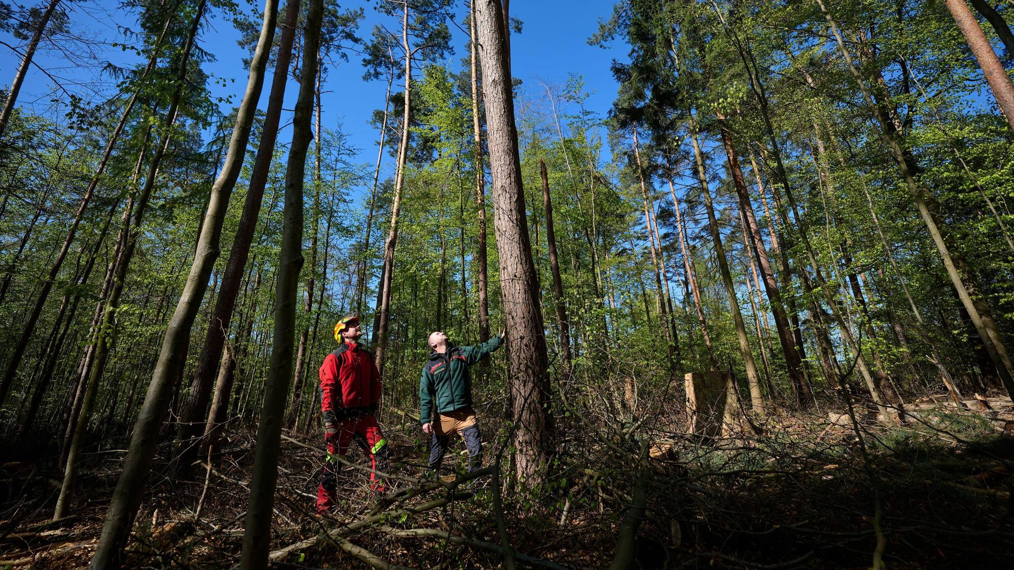 Zwei Forstmitarbeiter stehen an einem Baum im Wald.
