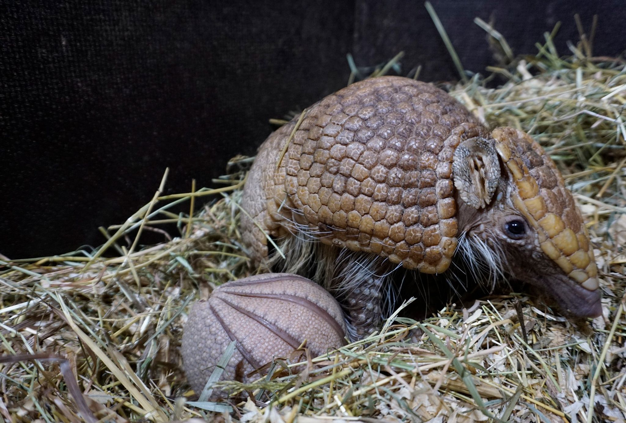 Kugelgürteltier im Tiergarten Kleve geboren