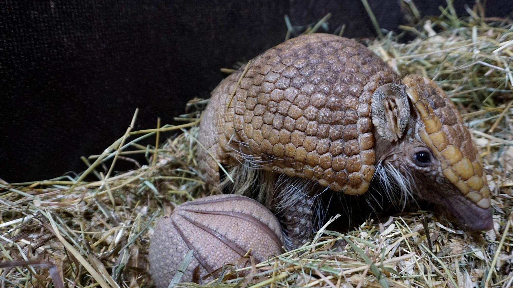 Kugelgürteltier im Tiergarten Kleve geboren