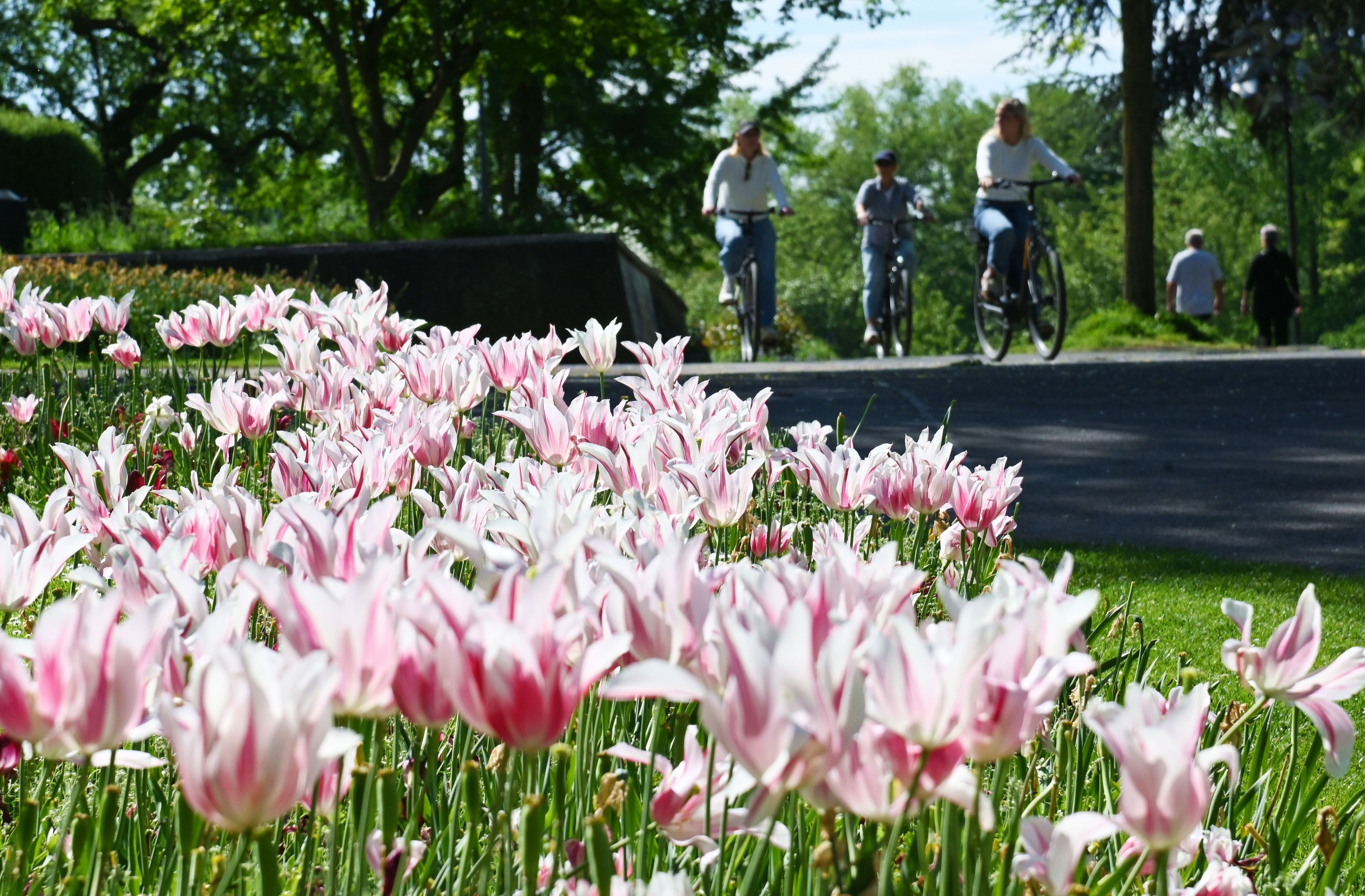 Blütenpracht in einem Kölner Park im Mai 2026.