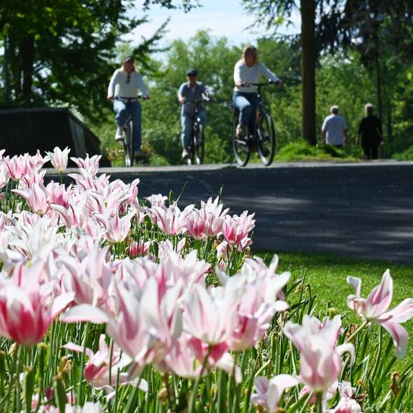 Blütenpracht in einem Kölner Park im Mai 2026.