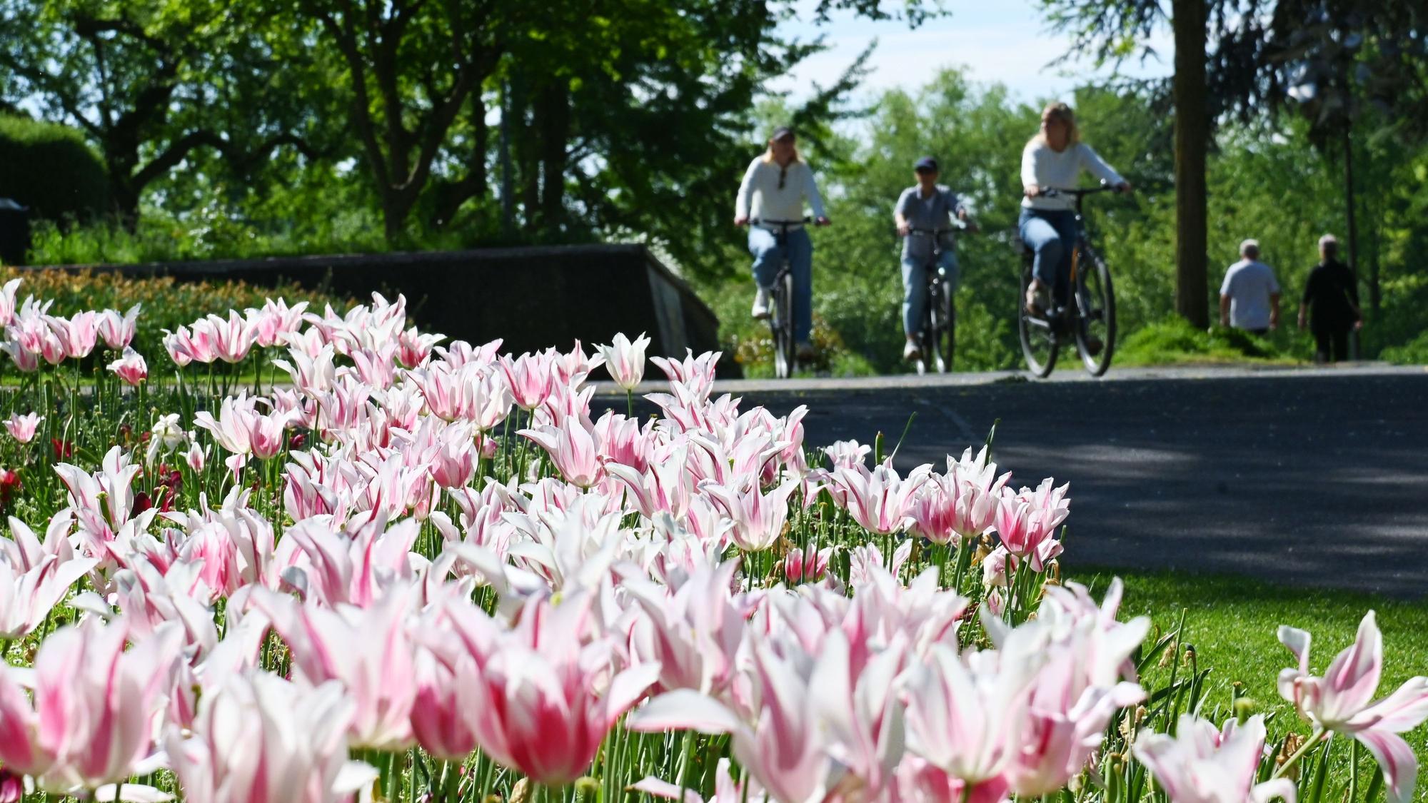 Blütenpracht in einem Kölner Park im Mai 2026.