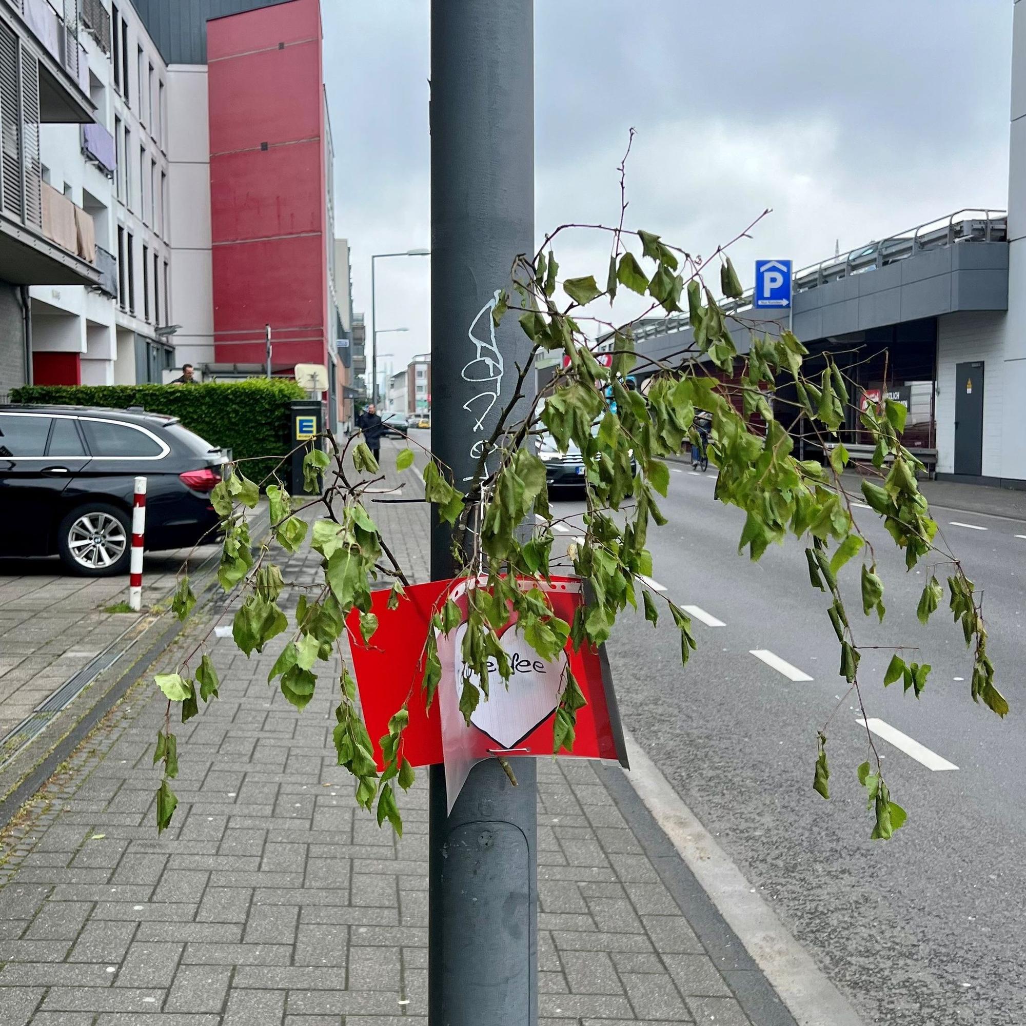 Der Ast einer Birke symbolisiert einen Maibaum an der Rhöndorfer Straße in Sülz.