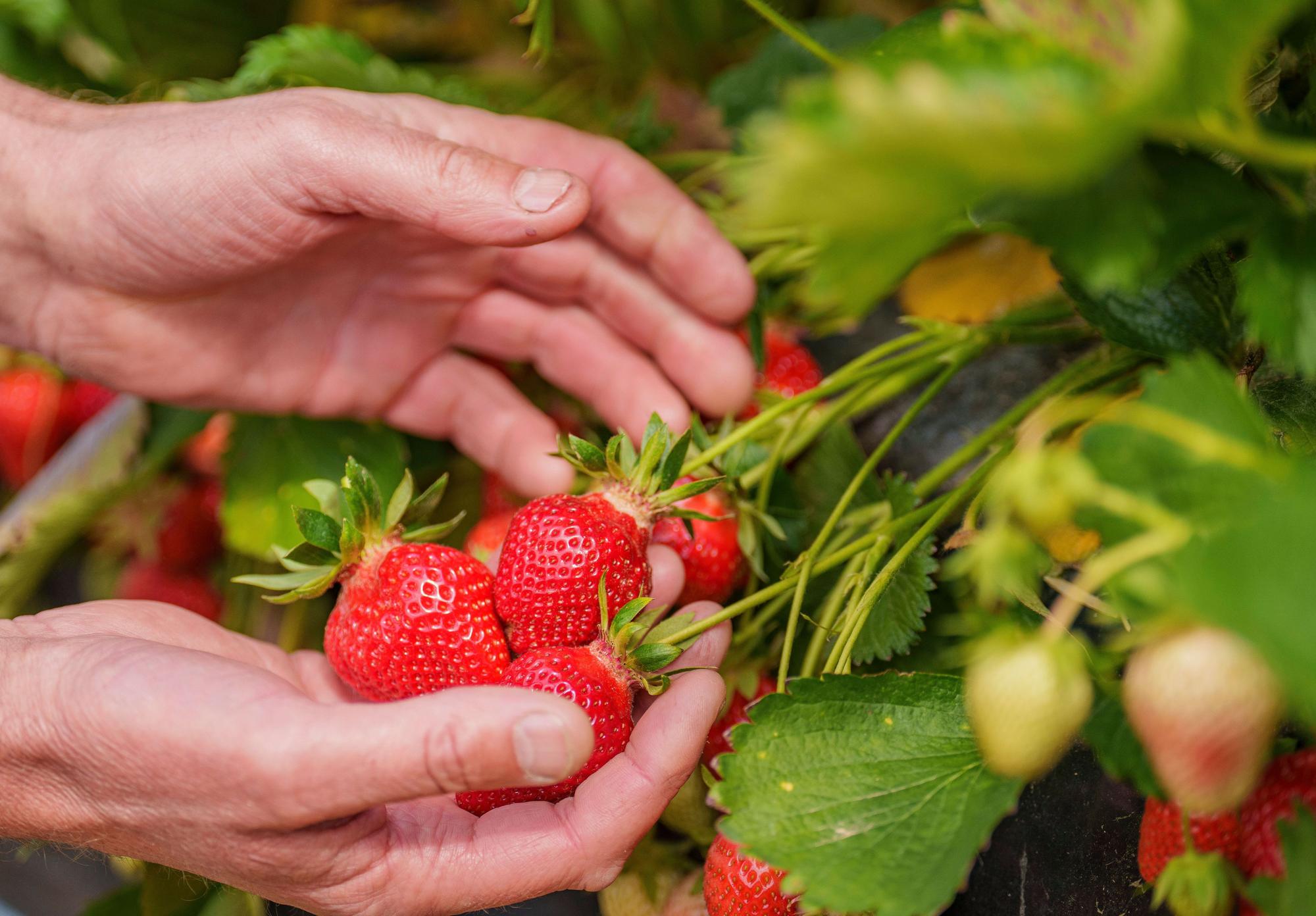 Frische Erdbeeren auf dem Feld. (Symbolbild)