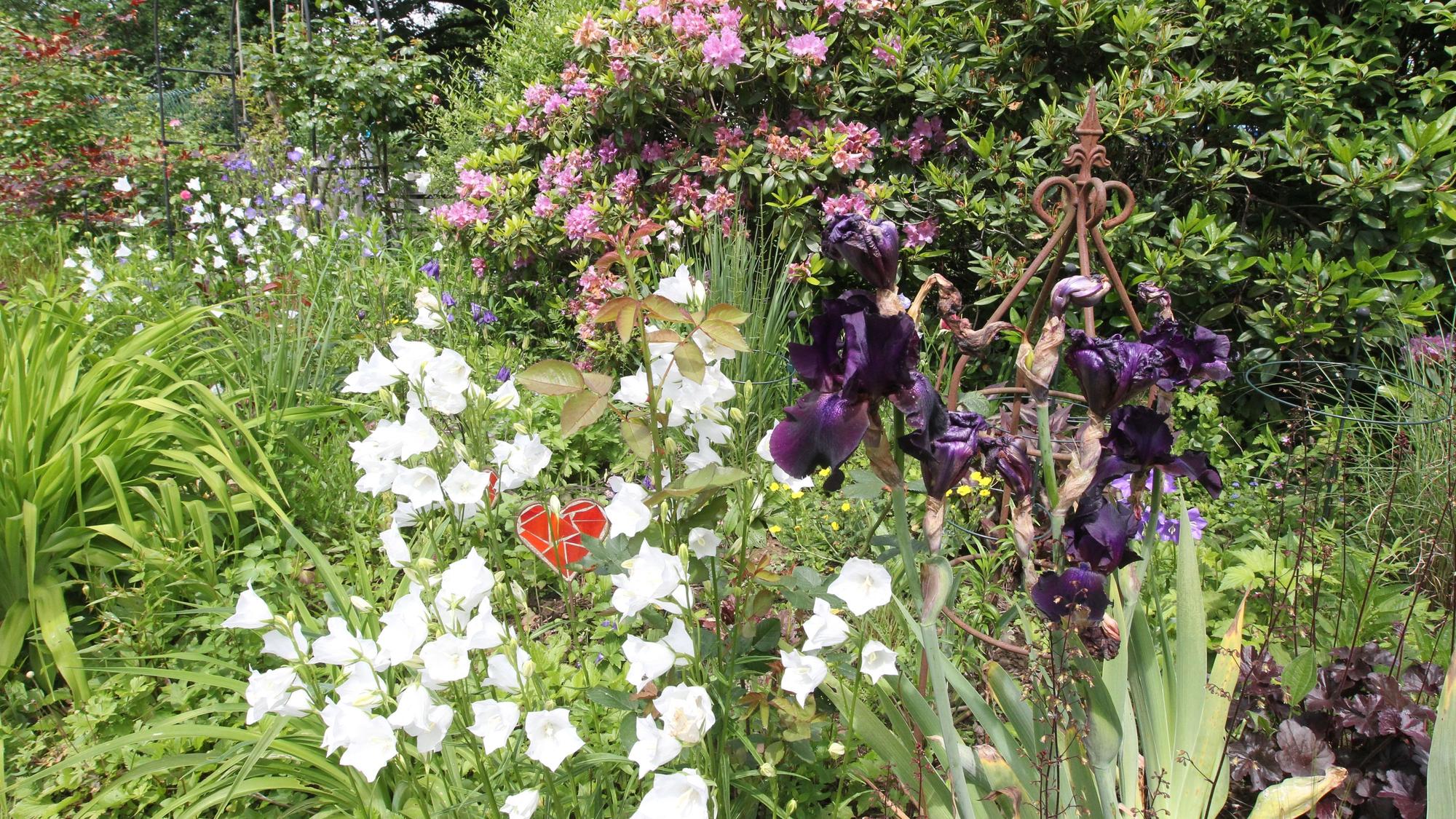Blumen, Gräser und Sträucher wachsen in einem dicht bepflanzten Garten.
