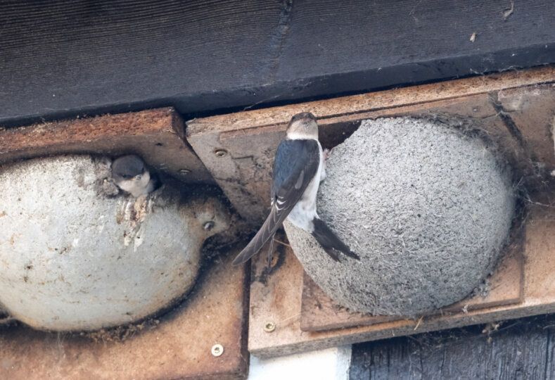 Zu sehen sind Mehlschwalben an künstlichen Nestern.