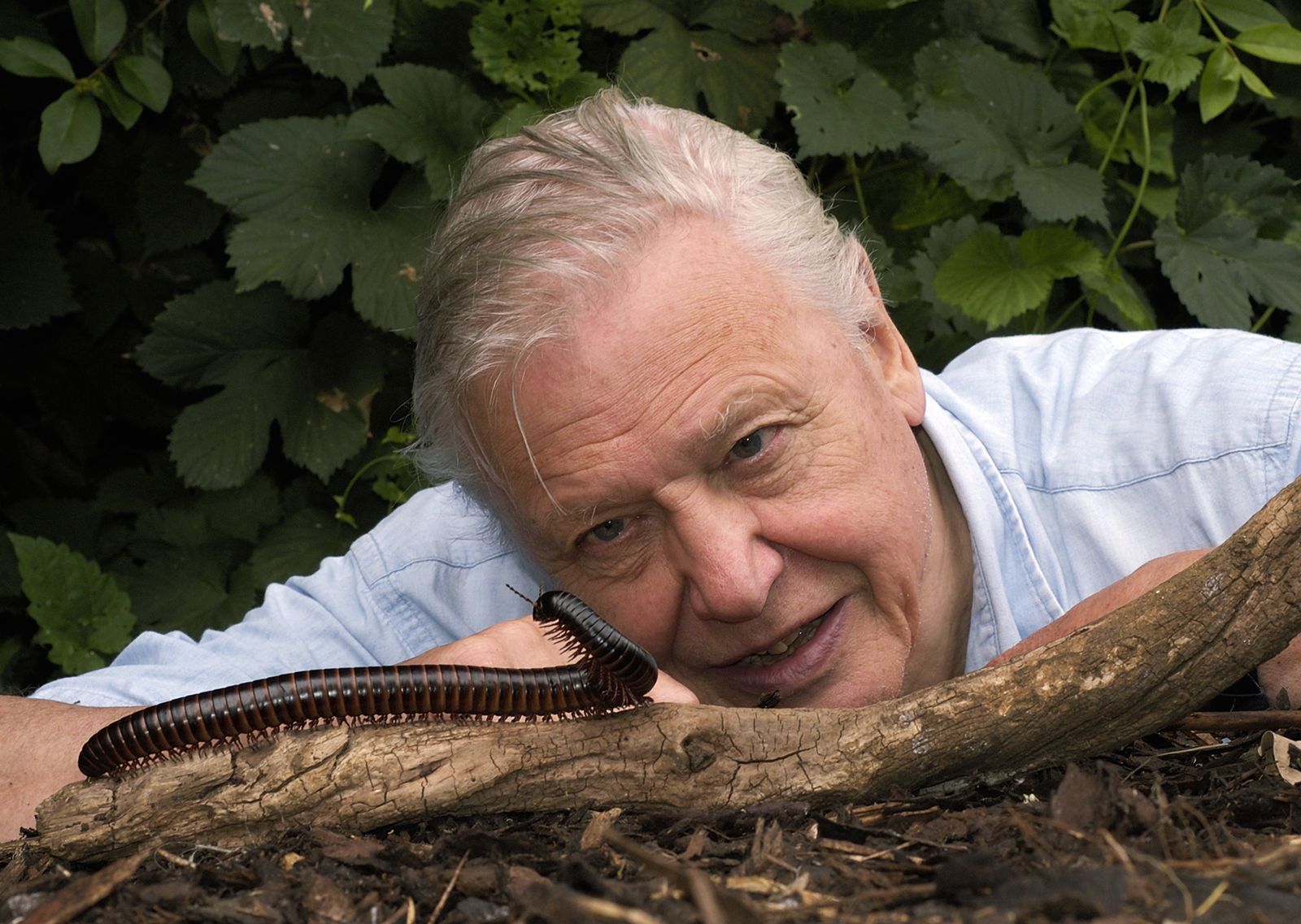 Sir David Attenborough geht hier auf Tuchfühlung mit einem afrikanischen Riesen-Tausendfüßler. (Bild: Mark Carwardine / BBC)
