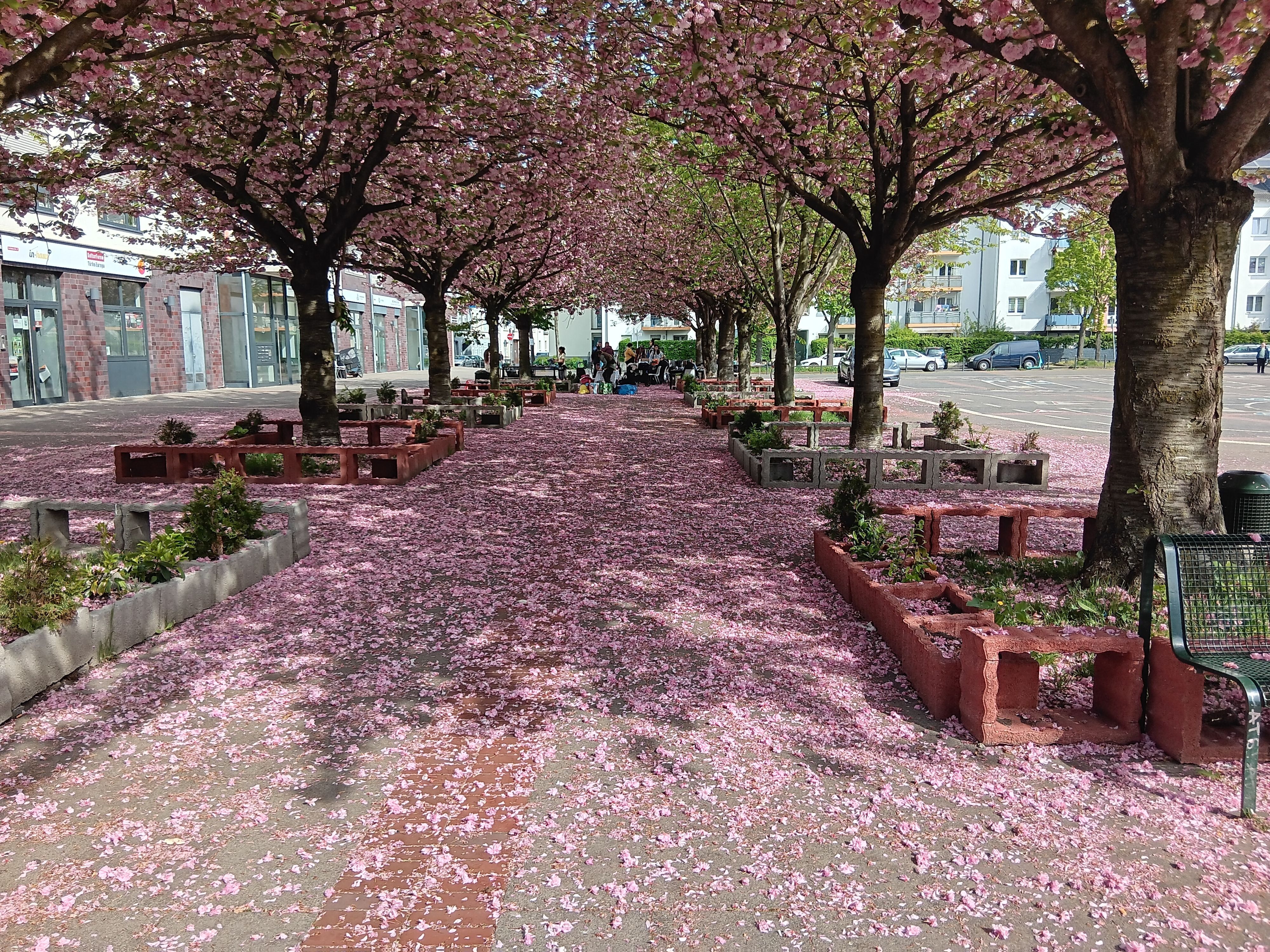 Kirschbäume blühen auf dem Ottmar-Pohl-Platz.