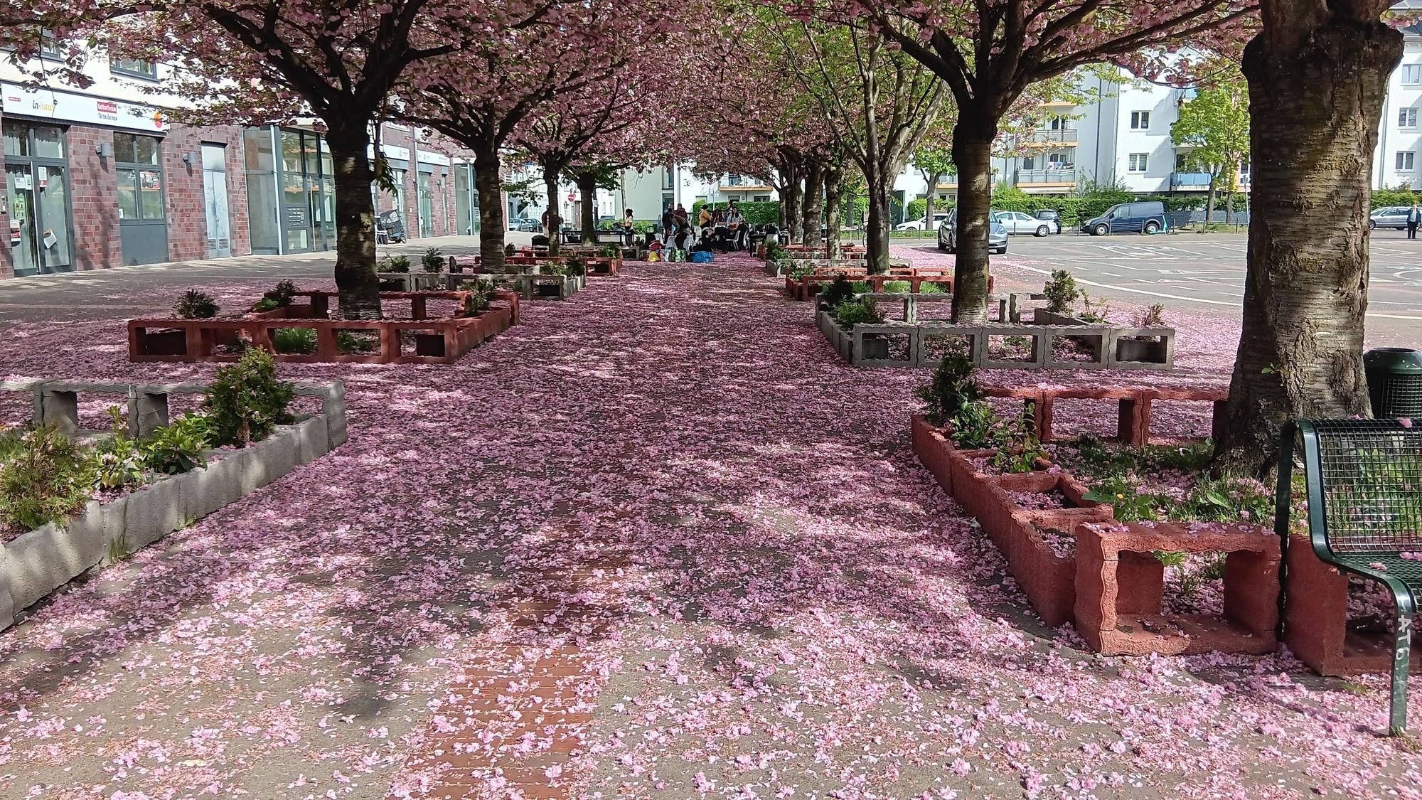 Kirschbäume blühen auf dem Ottmar-Pohl-Platz.