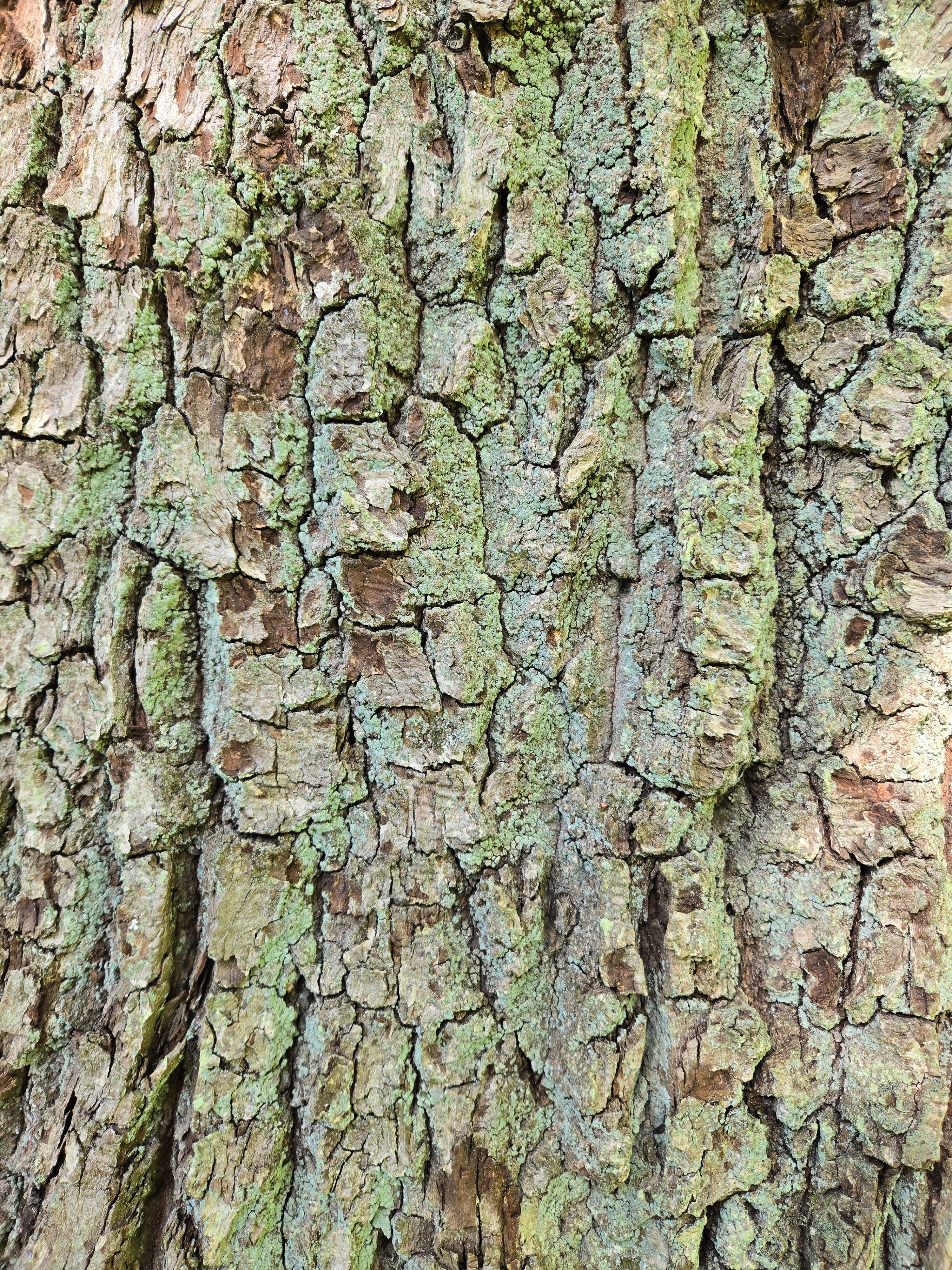 Eichenrinde.