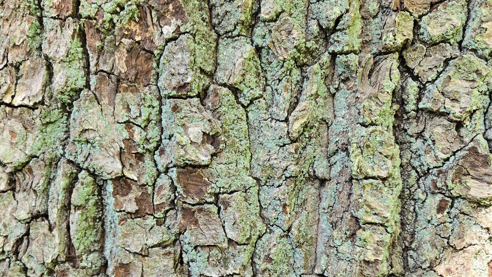 Eichenrinde.