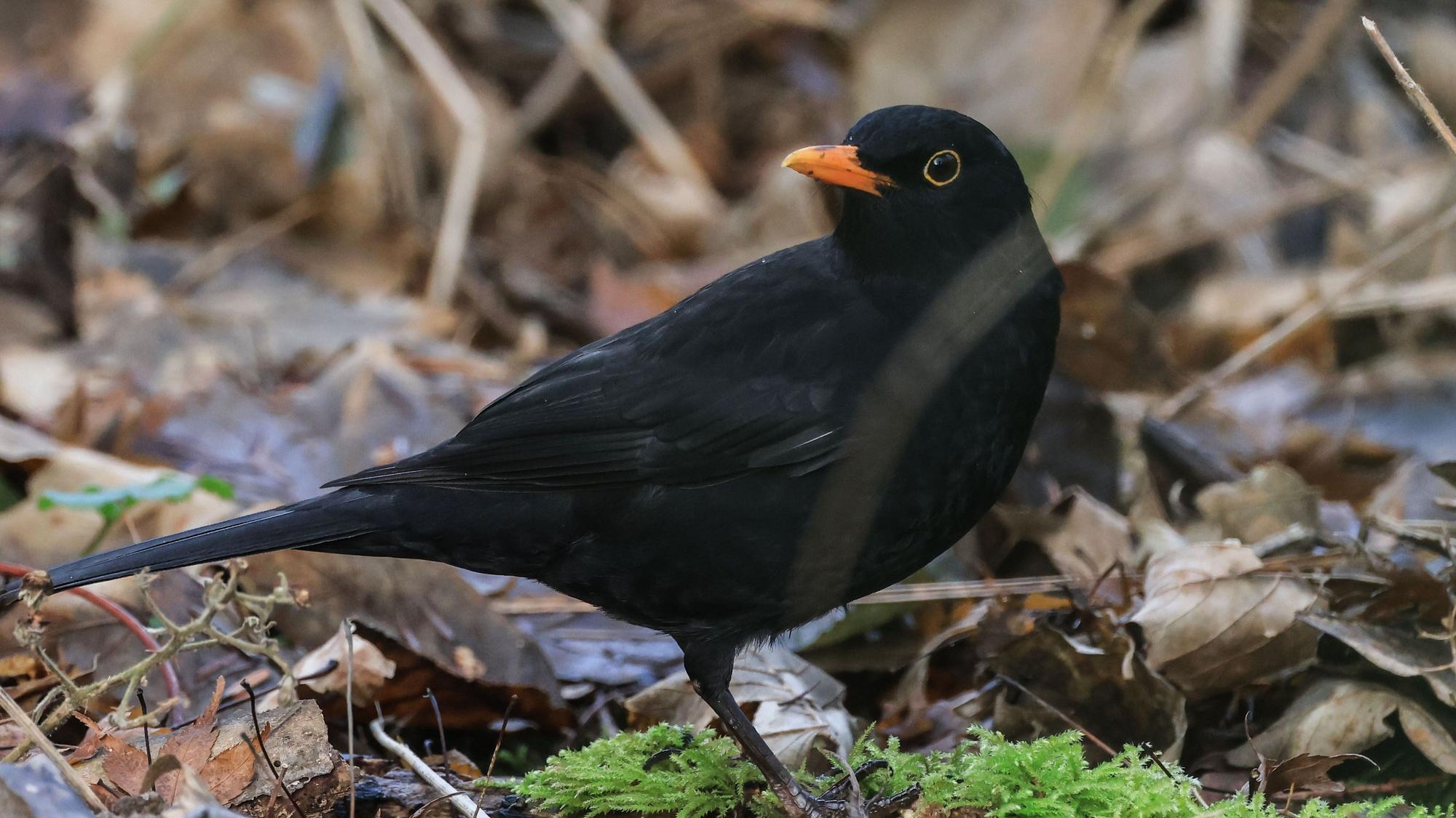 Ein Vogel im Laub.