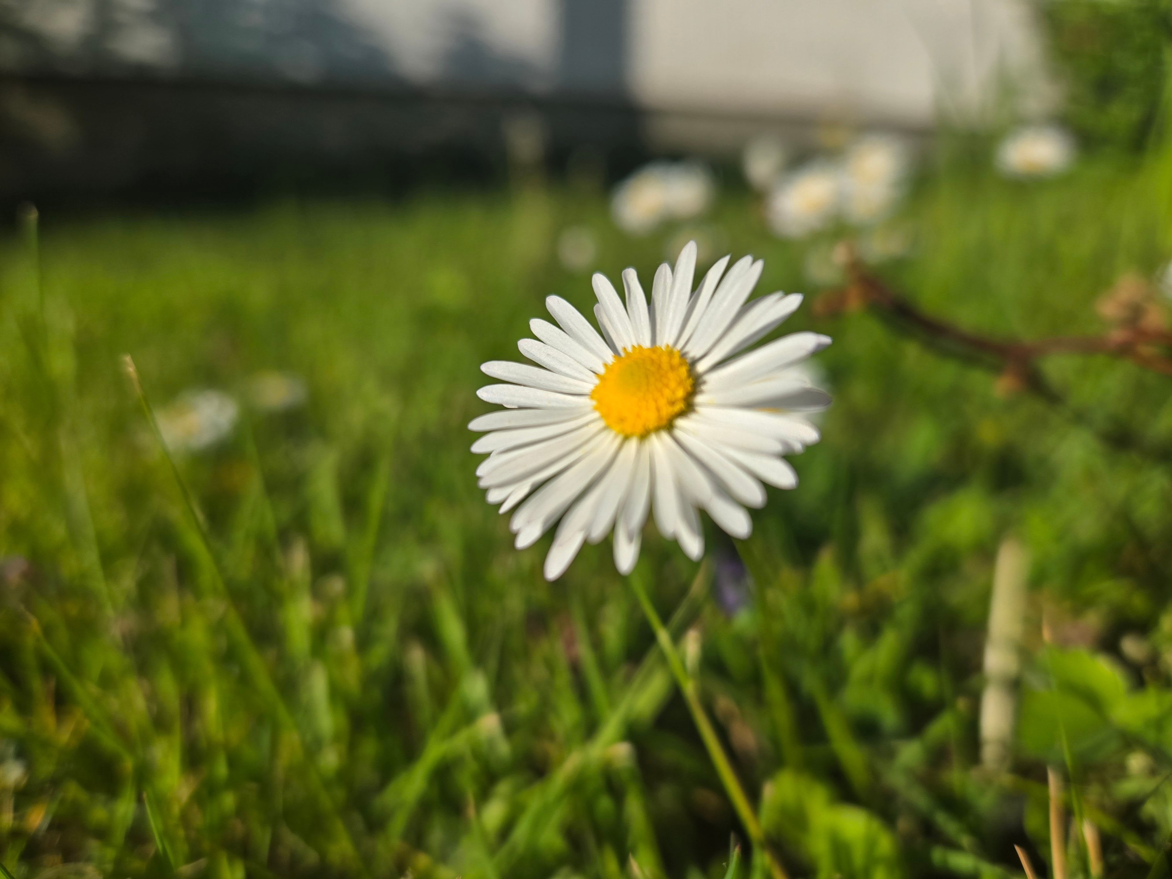 Eine Blüte im Gras.