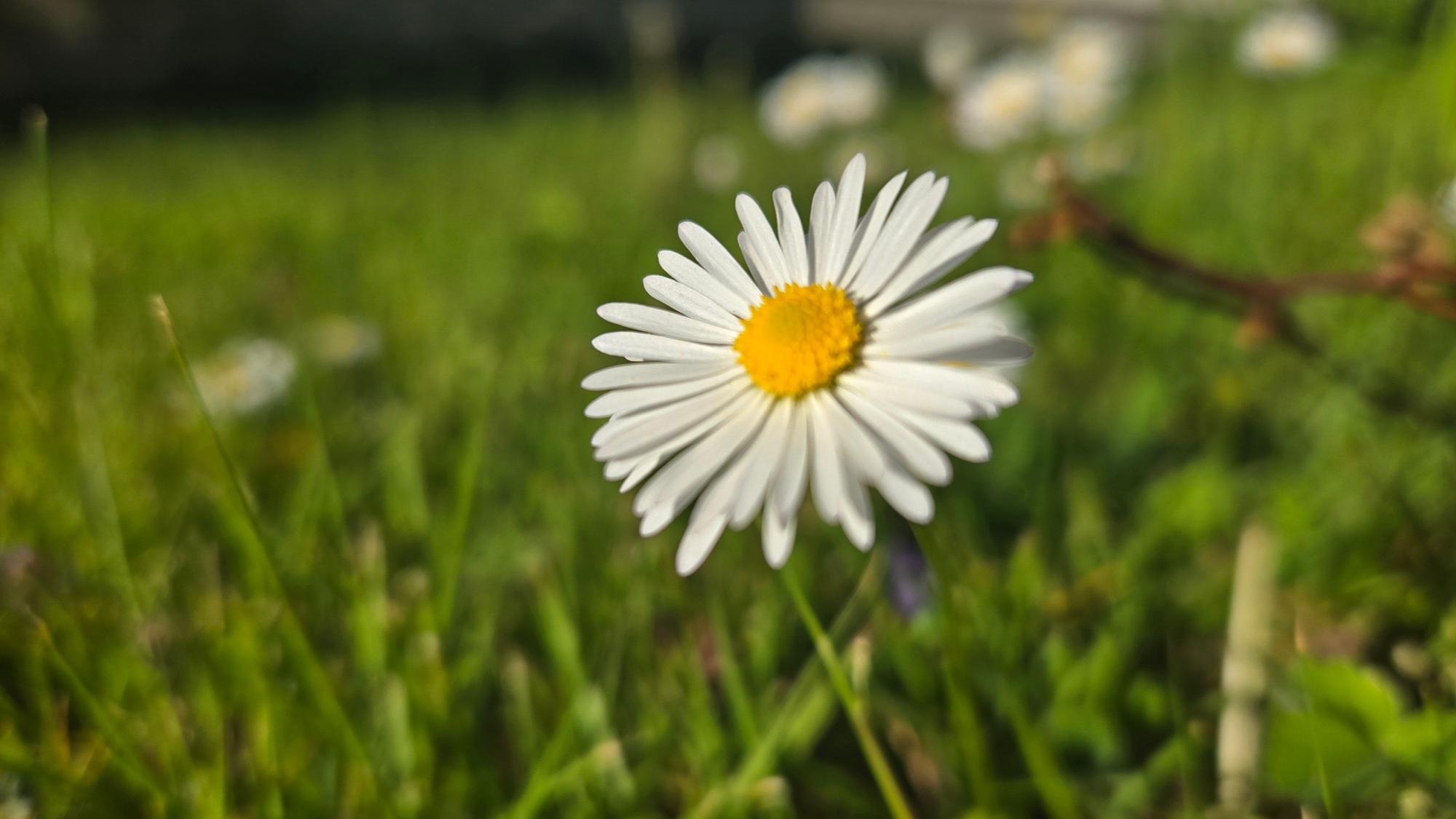 Eine Blüte im Gras.