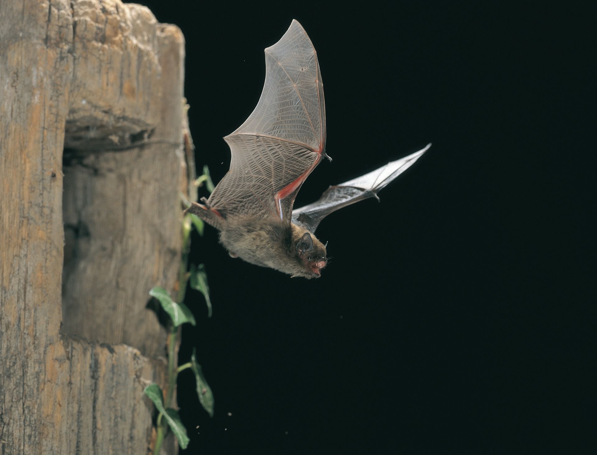 Eine Fledermaus fliegt aus einem Loch heraus.