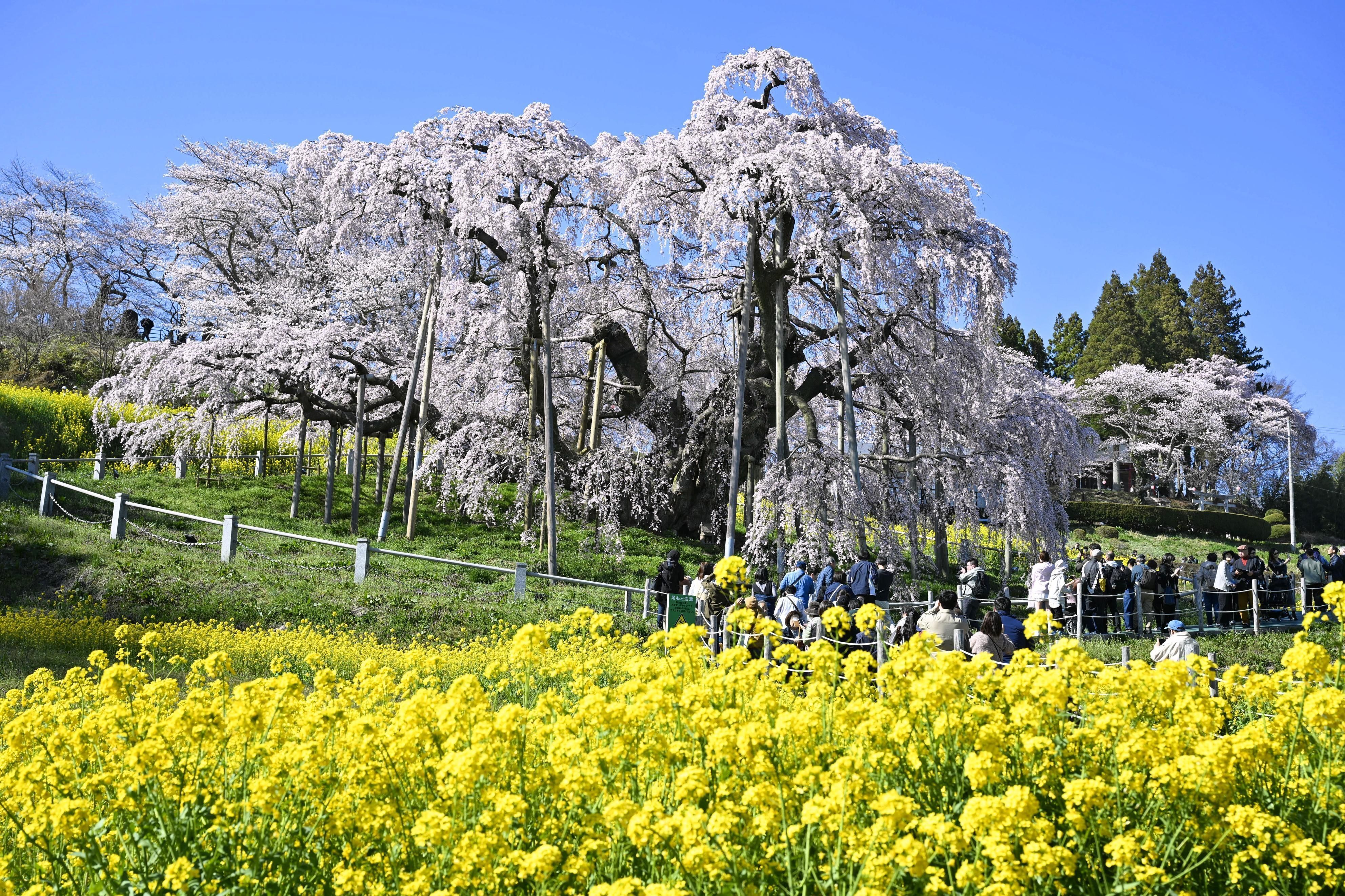 Die blühende Landschaft der Präfektur Fukushima.