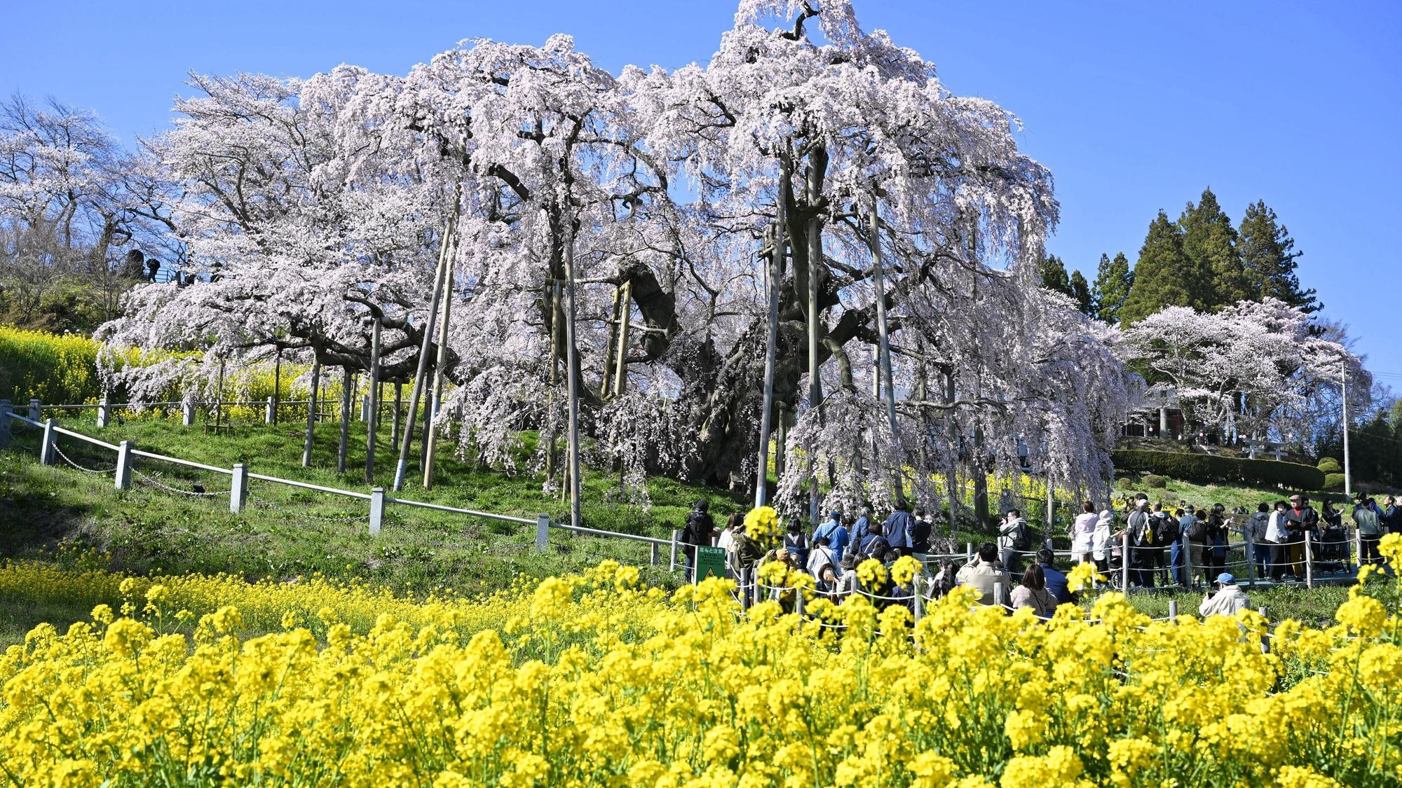Die blühende Landschaft der Präfektur Fukushima.