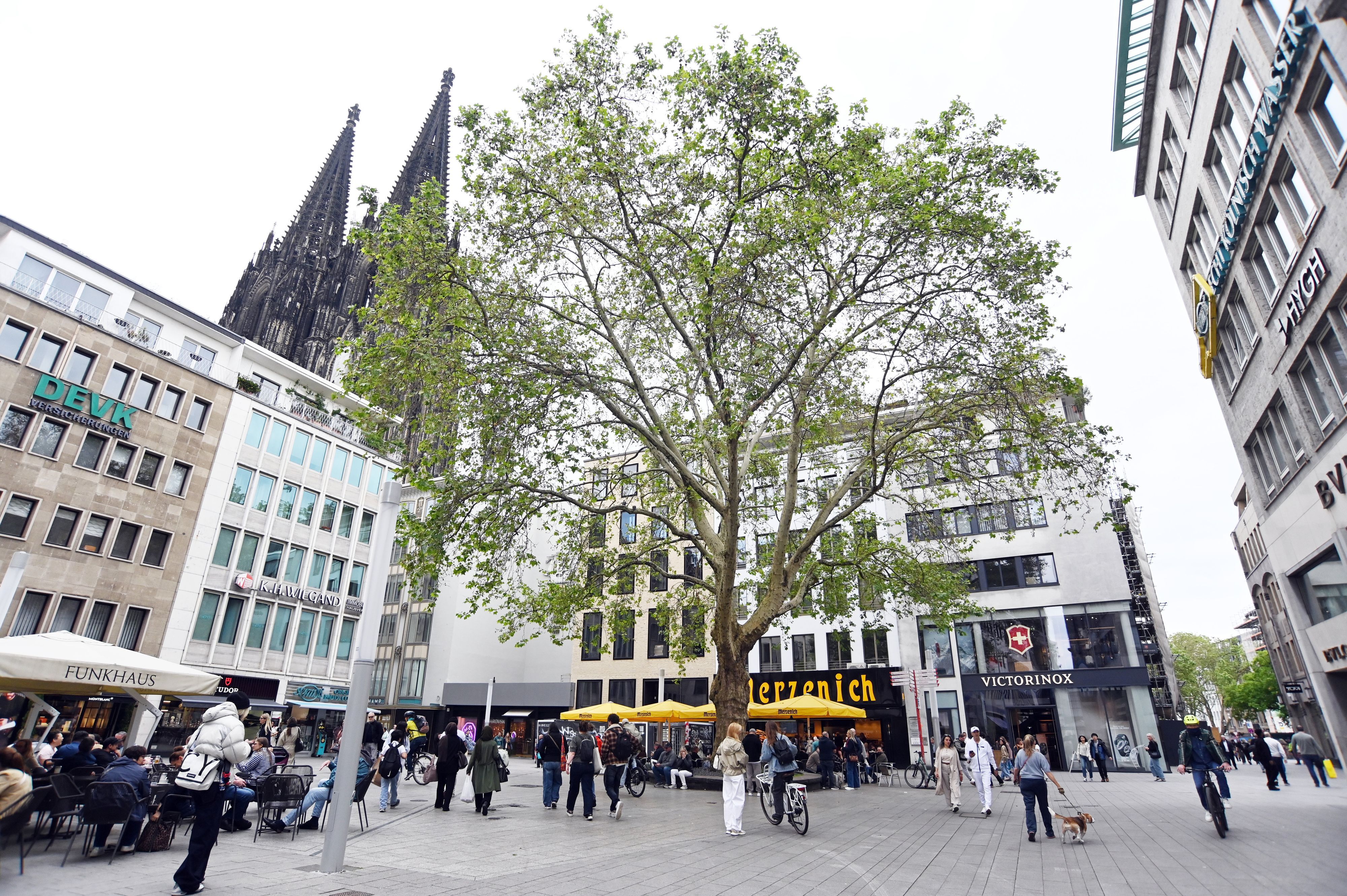 Die Platane am Wallrafplatz wurde nach dem Zweiten Weltkrieg als einer der ersten Bäume in der Kölner Innenstadt gepflanzt.